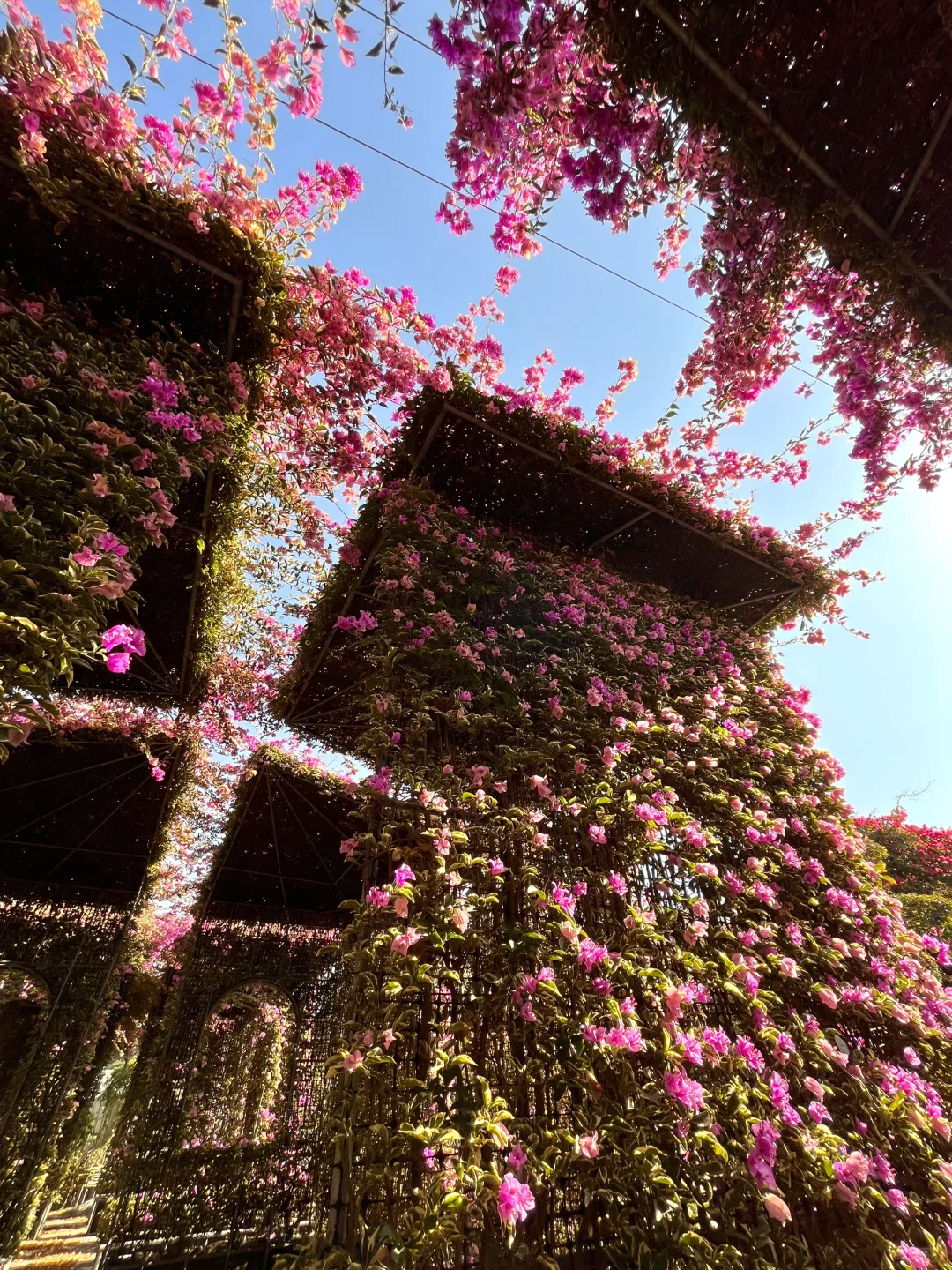 漳州！！🌸花海瀑布！！美得不像话….（live图）