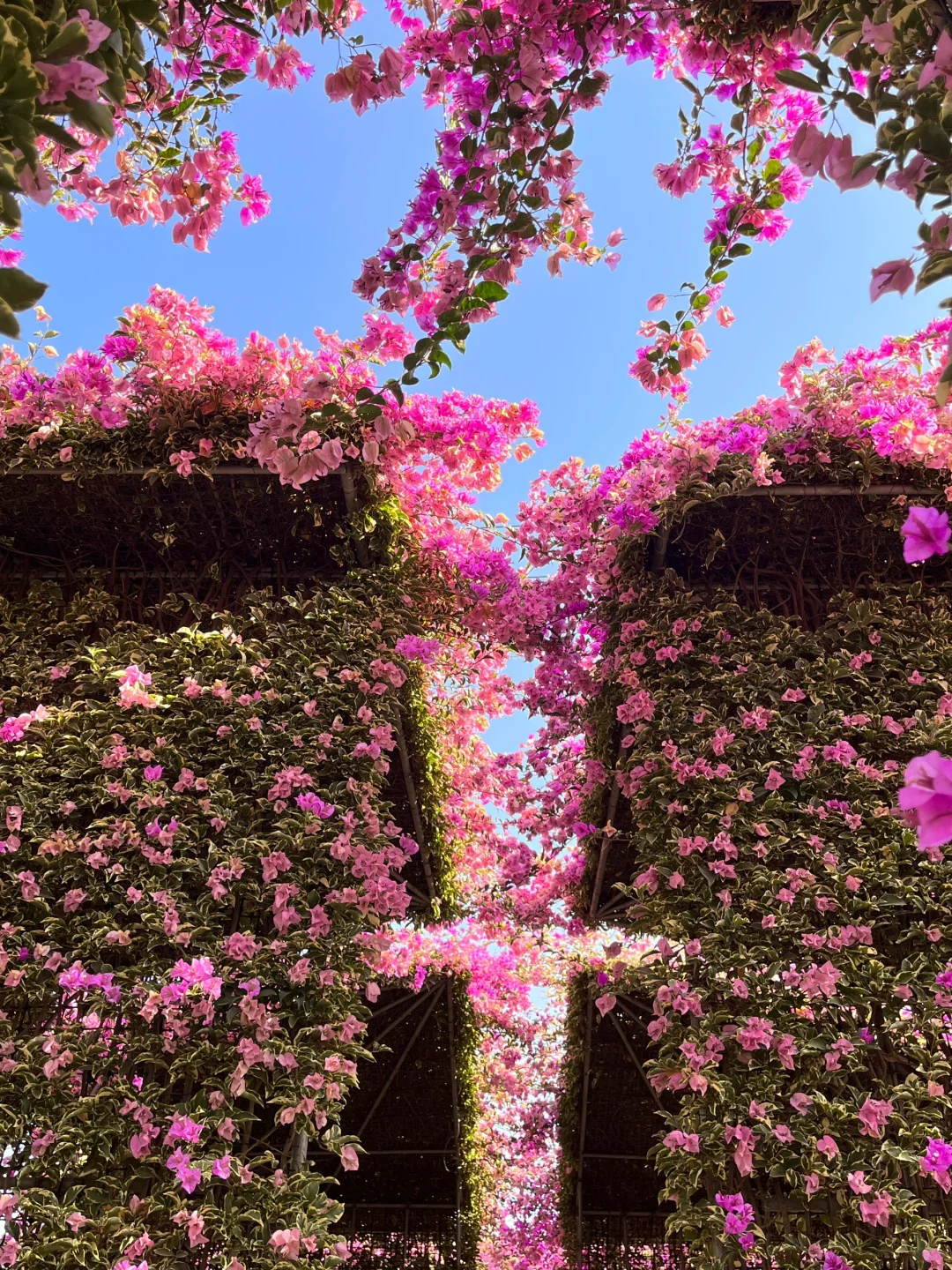 漳州！！🌸花海瀑布！！美得不像话….（live图）