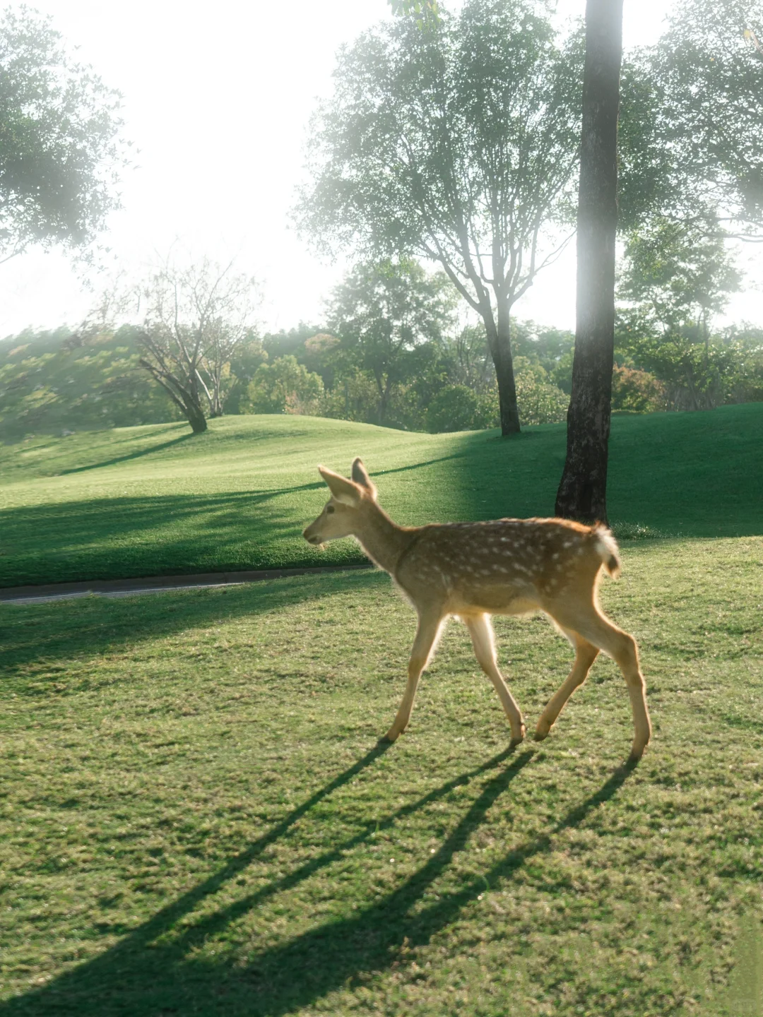 “绿色是流动舒展的生命。”
