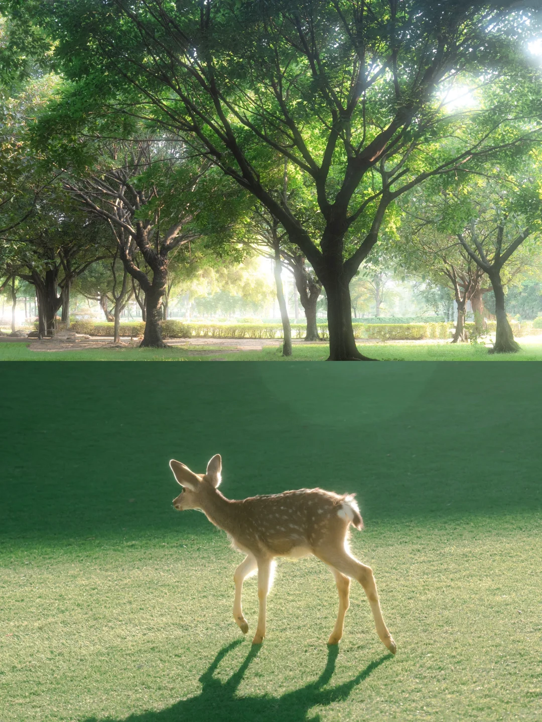 “绿色是流动舒展的生命。”