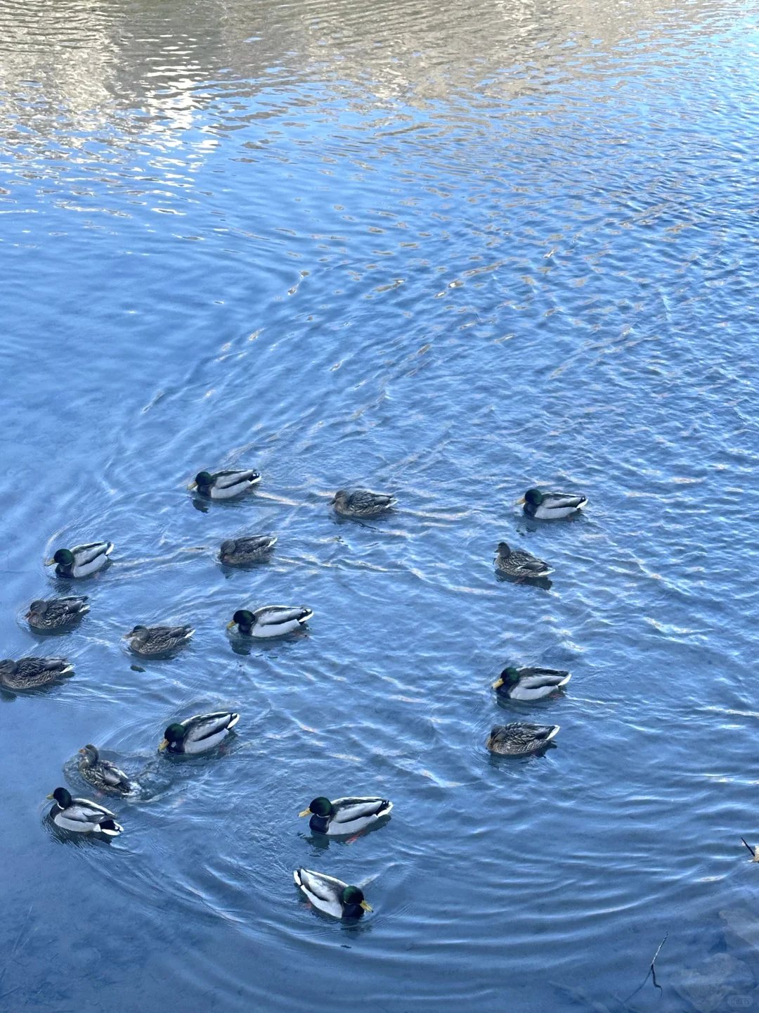 九寨沟旅游攻略✅分享给春节去旅游的姐妹❤️