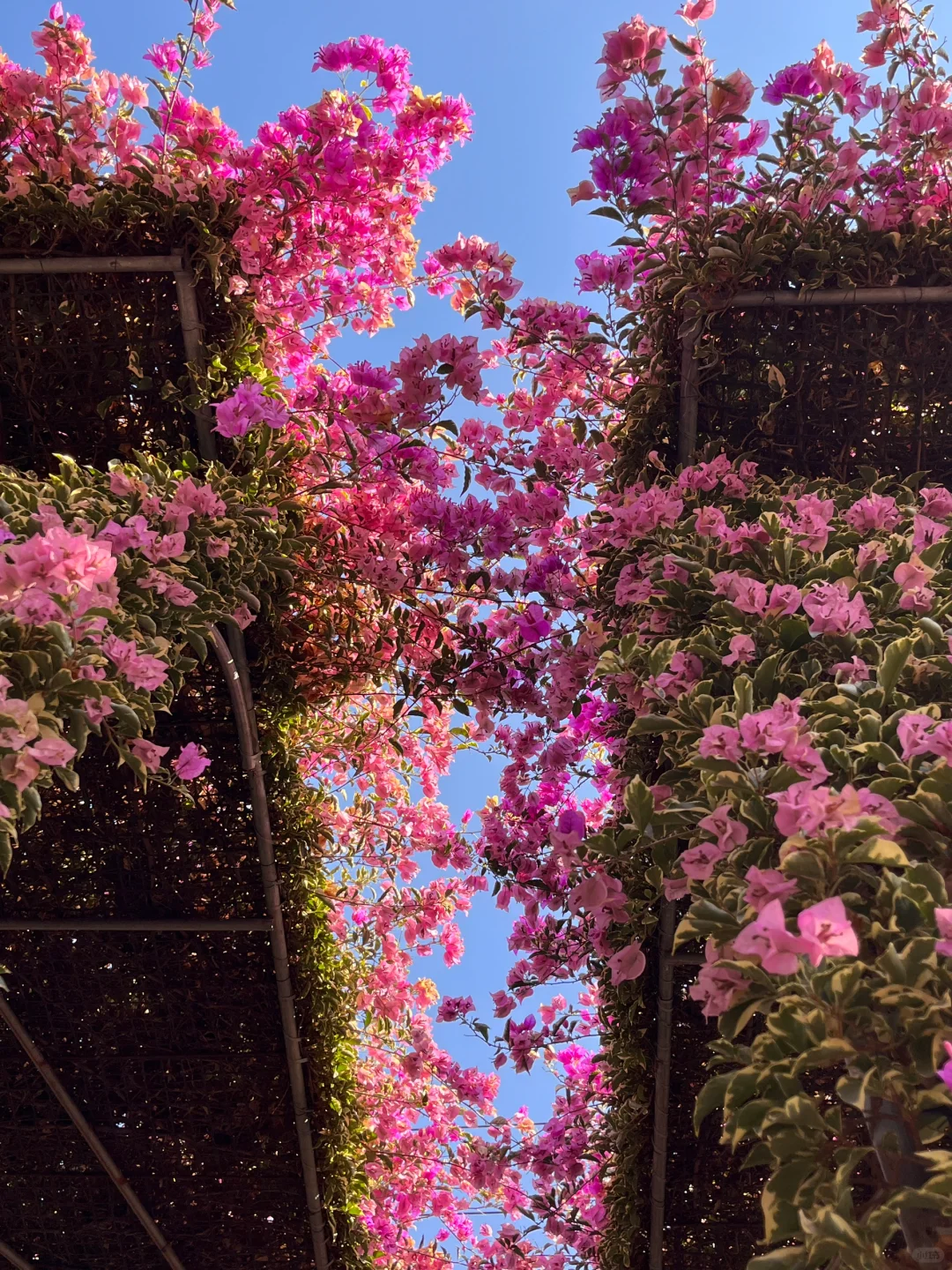 漳州！！🌸花海瀑布！！美得不像话….（live图）