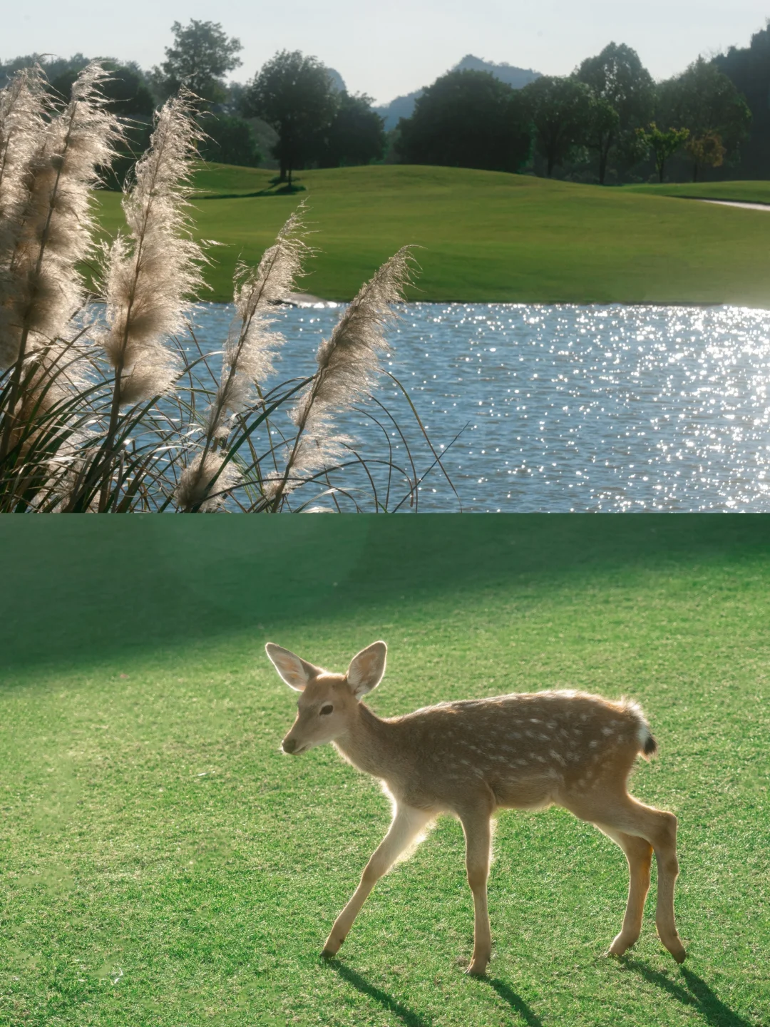 “绿色是流动舒展的生命。”