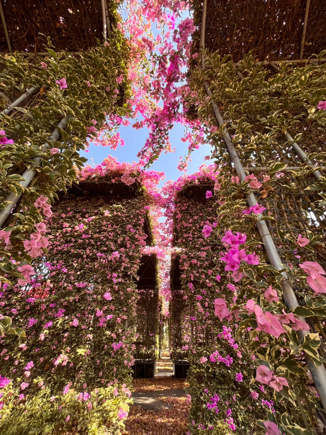 漳州！！🌸花海瀑布！！美得不像话….（live图）