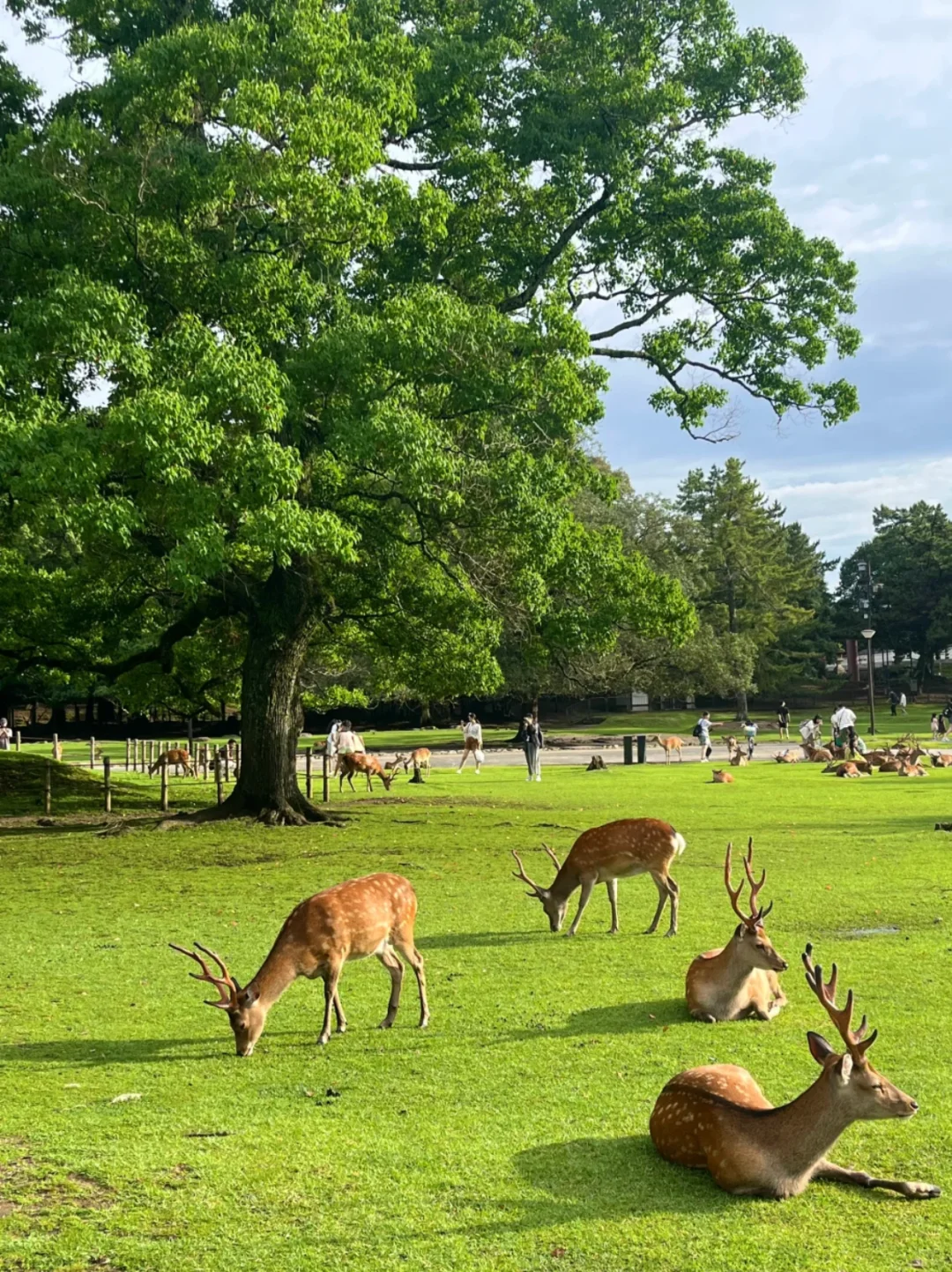 🇲🇾✈日本9天8夜旅游只花了6000‼️