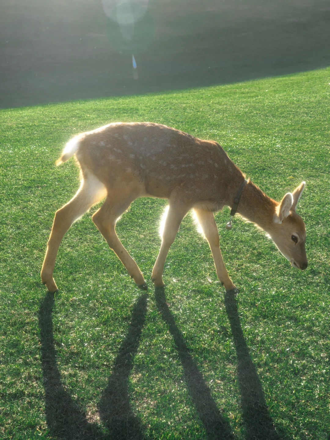 “绿色是流动舒展的生命。”