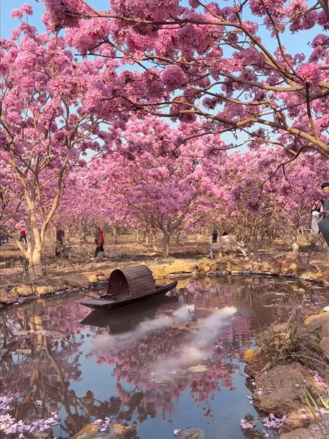 Live实拍！广东的枫林木丝毫不输京都樱花