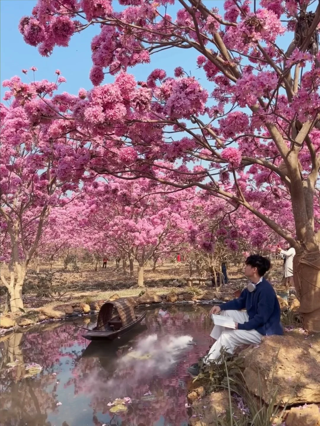 Live实拍！广东的枫林木丝毫不输京都樱花