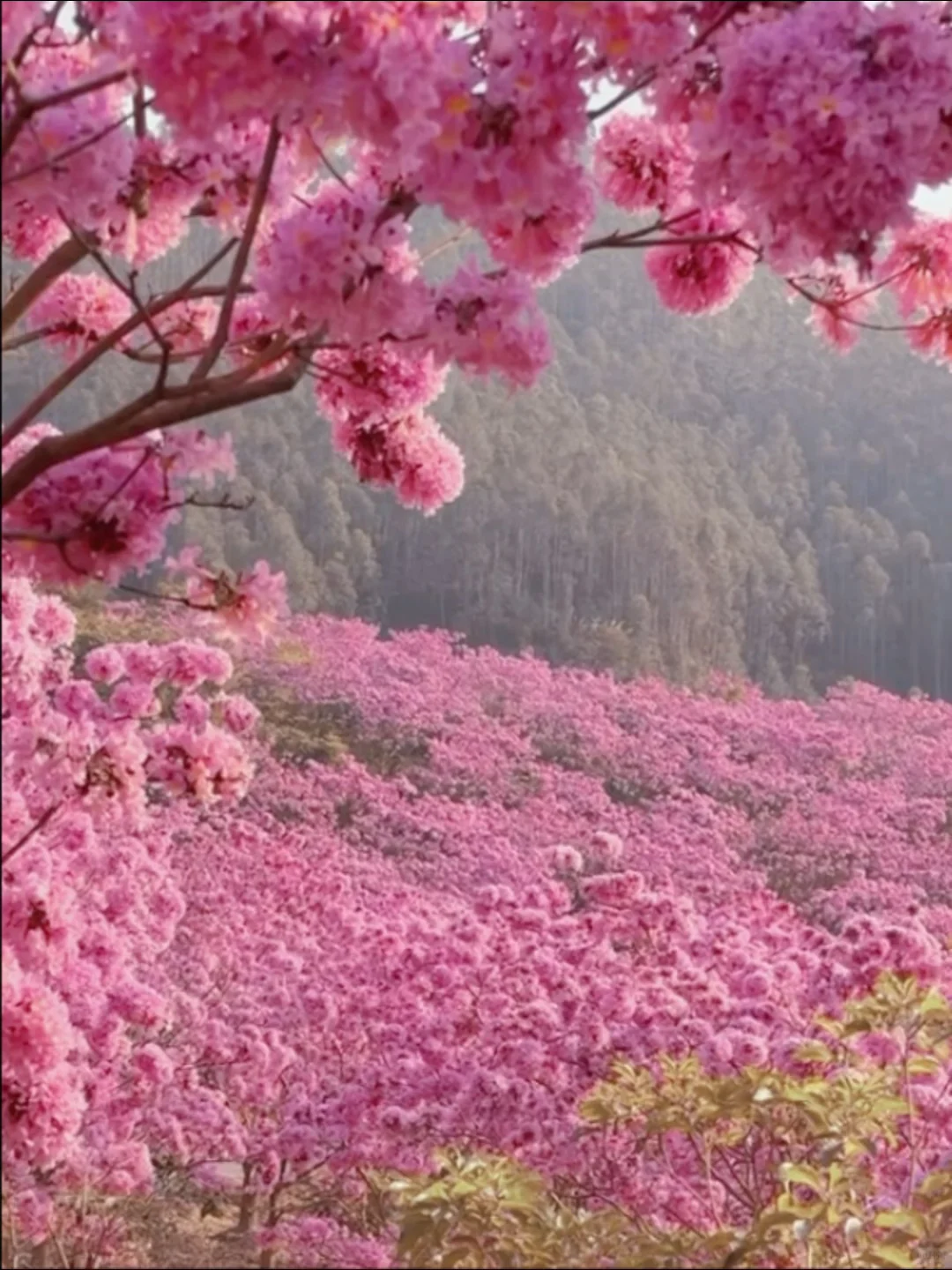 Live实拍！广东的枫林木丝毫不输京都樱花