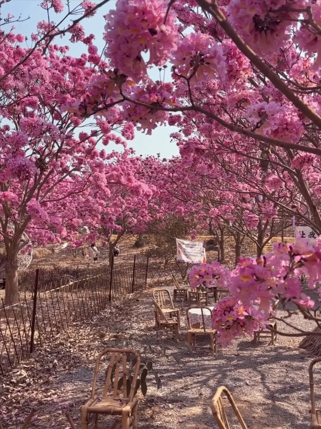 Live实拍！广东的枫林木丝毫不输京都樱花