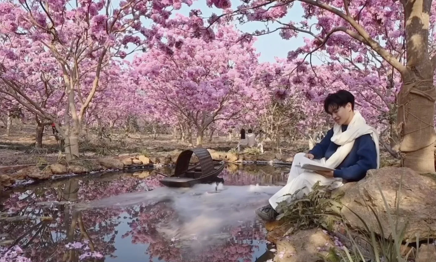 Live实拍！广东的枫林木丝毫不输京都樱花