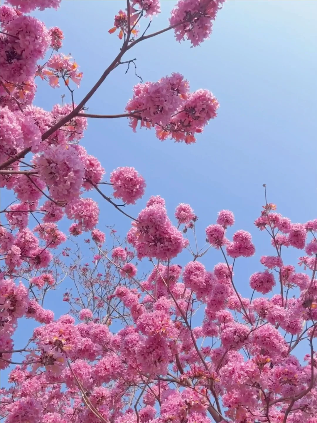 Live实拍！广东的枫林木丝毫不输京都樱花