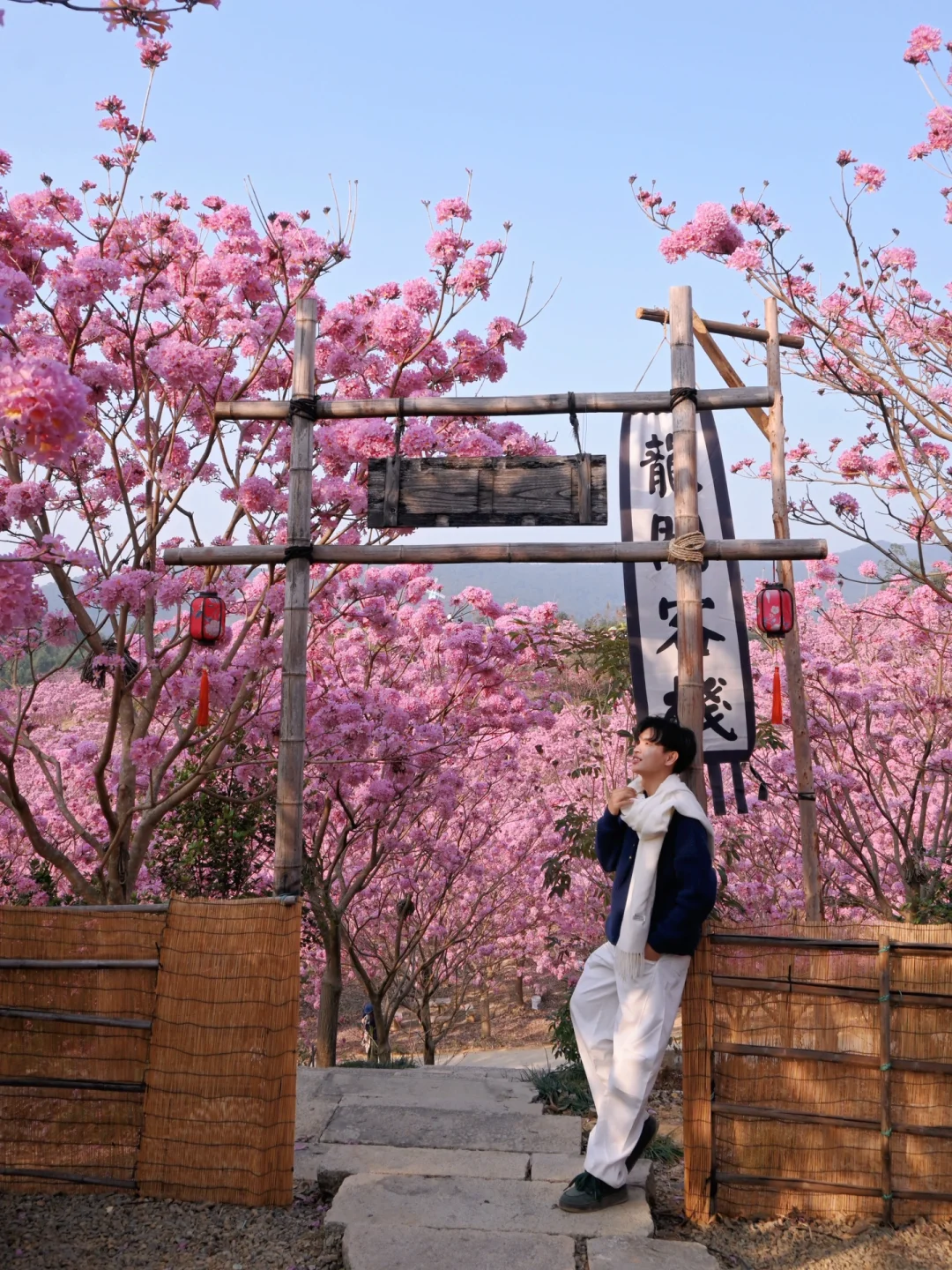 Live实拍！广东的枫林木丝毫不输京都樱花