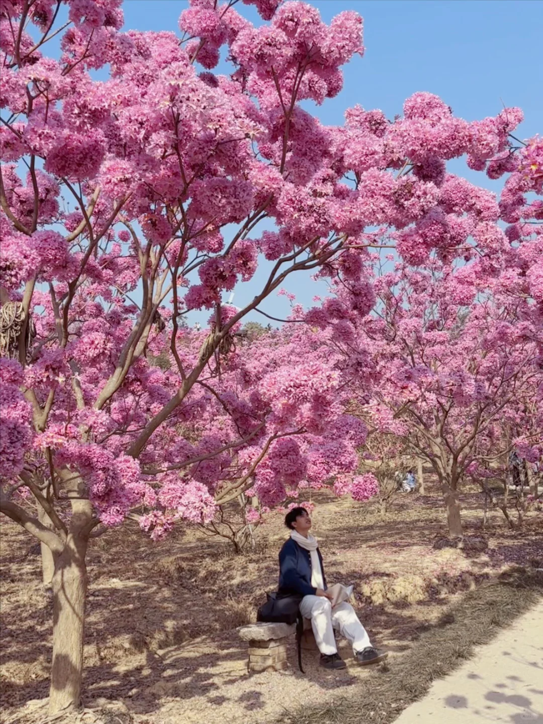 Live实拍！广东的枫林木丝毫不输京都樱花