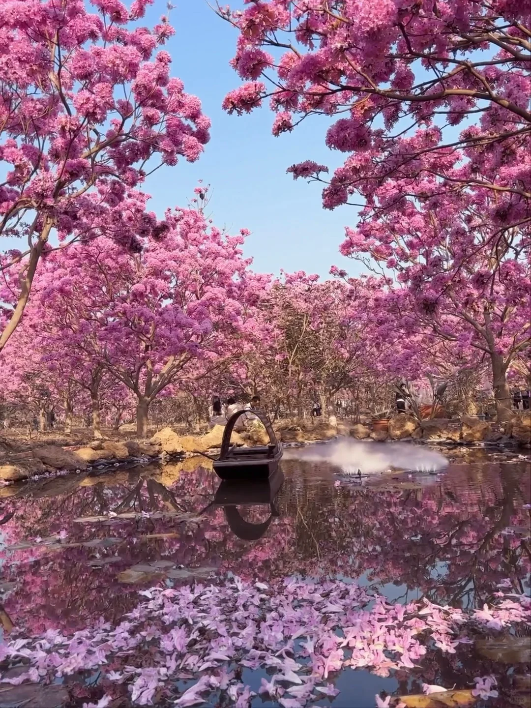 Live实拍！广东的枫林木丝毫不输京都樱花