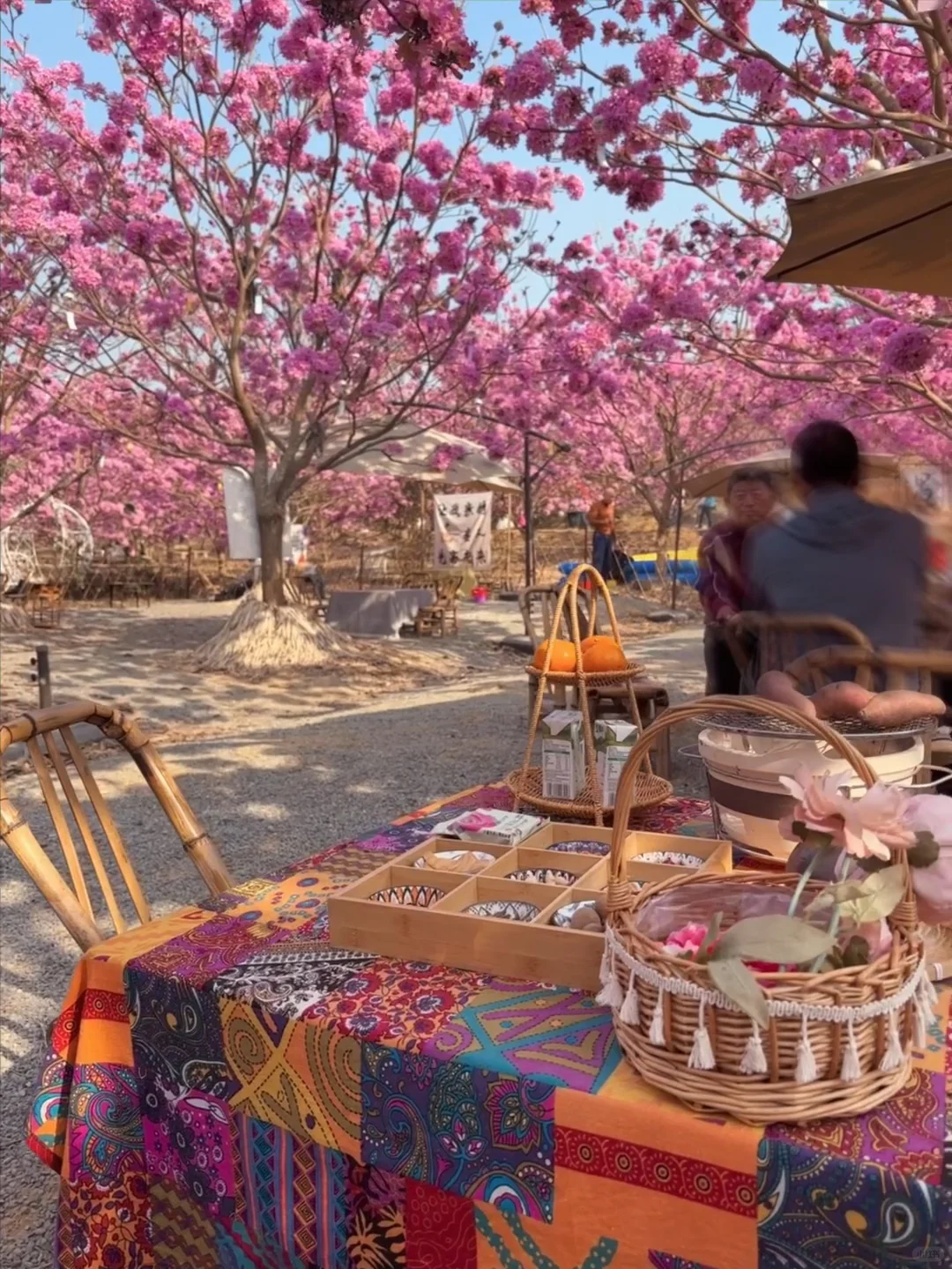 Live实拍！广东的枫林木丝毫不输京都樱花