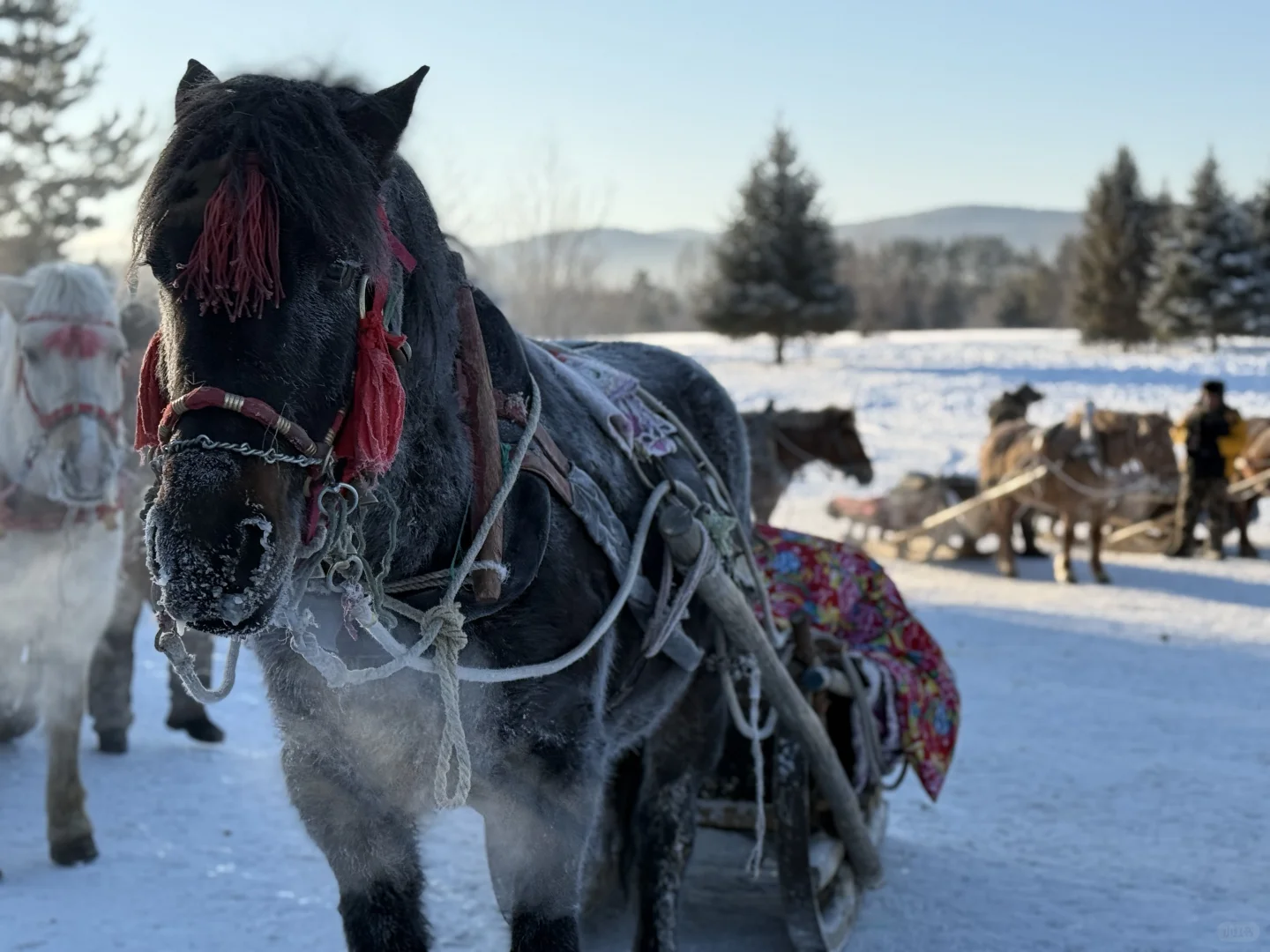 南方人的漠河冰雪之旅 必逛景点&避坑指南