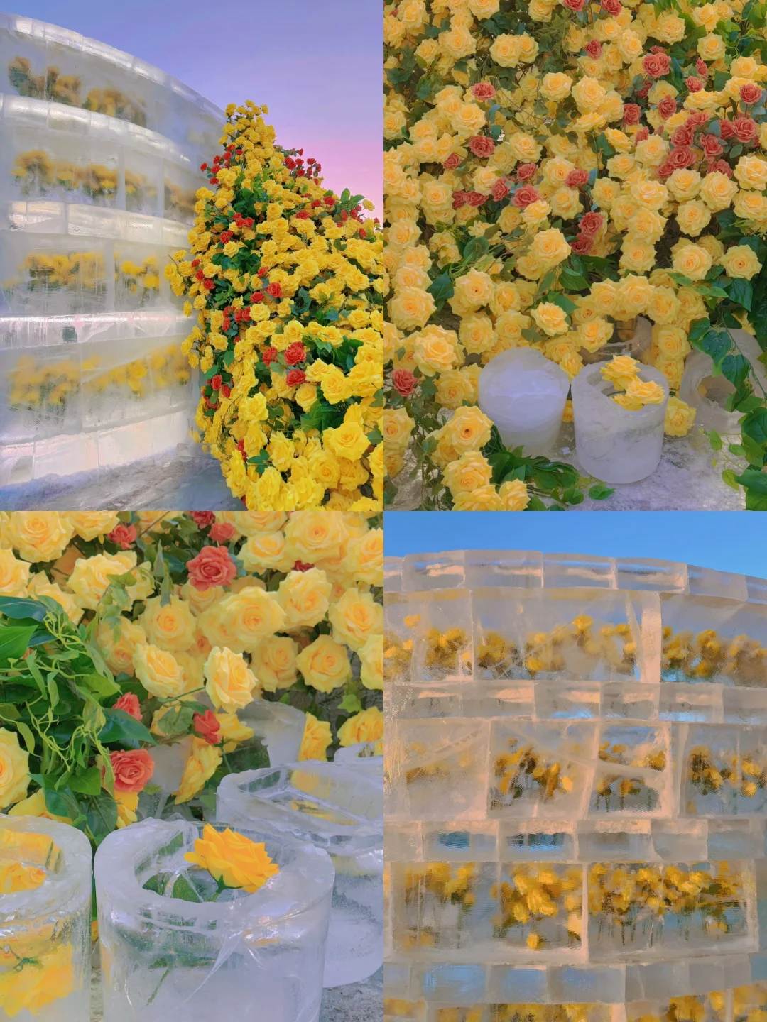 哈尔滨刚回，对自己的攻略满意到睡不着😭😭