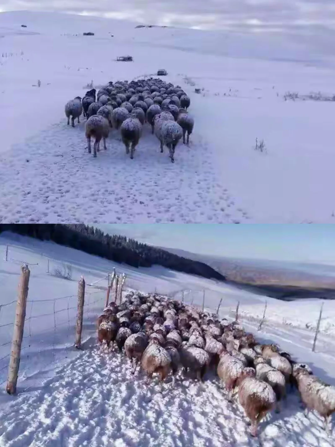 伊犁小县城大魅力的特克斯旅游攻略