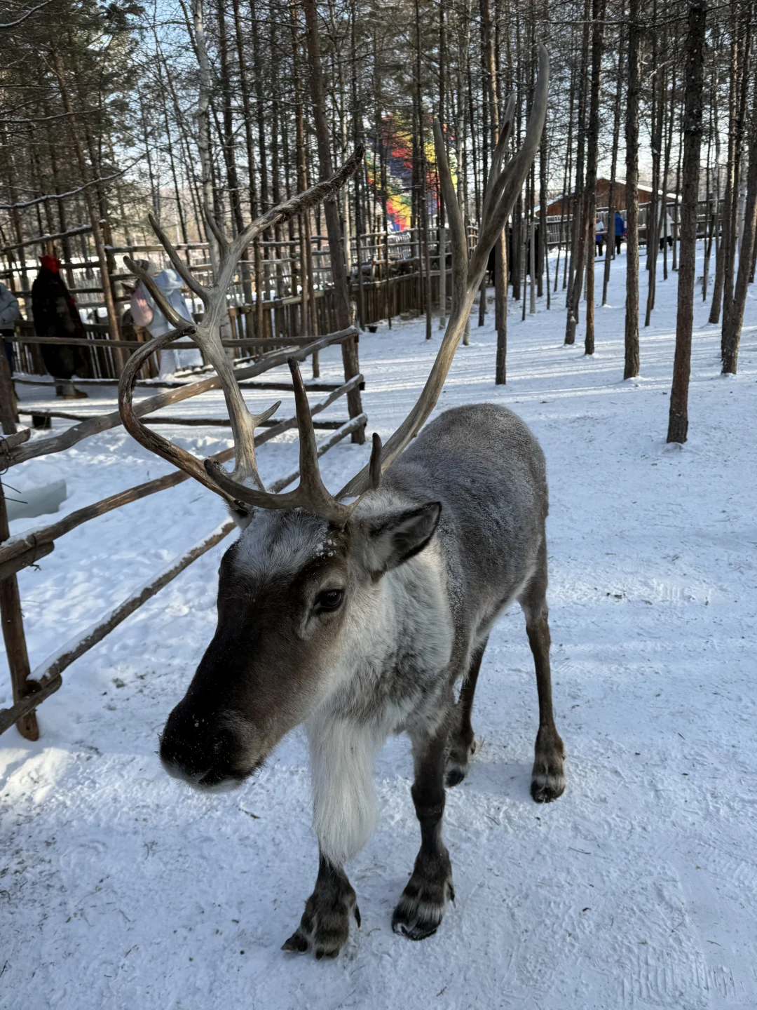 南方人的漠河冰雪之旅 必逛景点&避坑指南