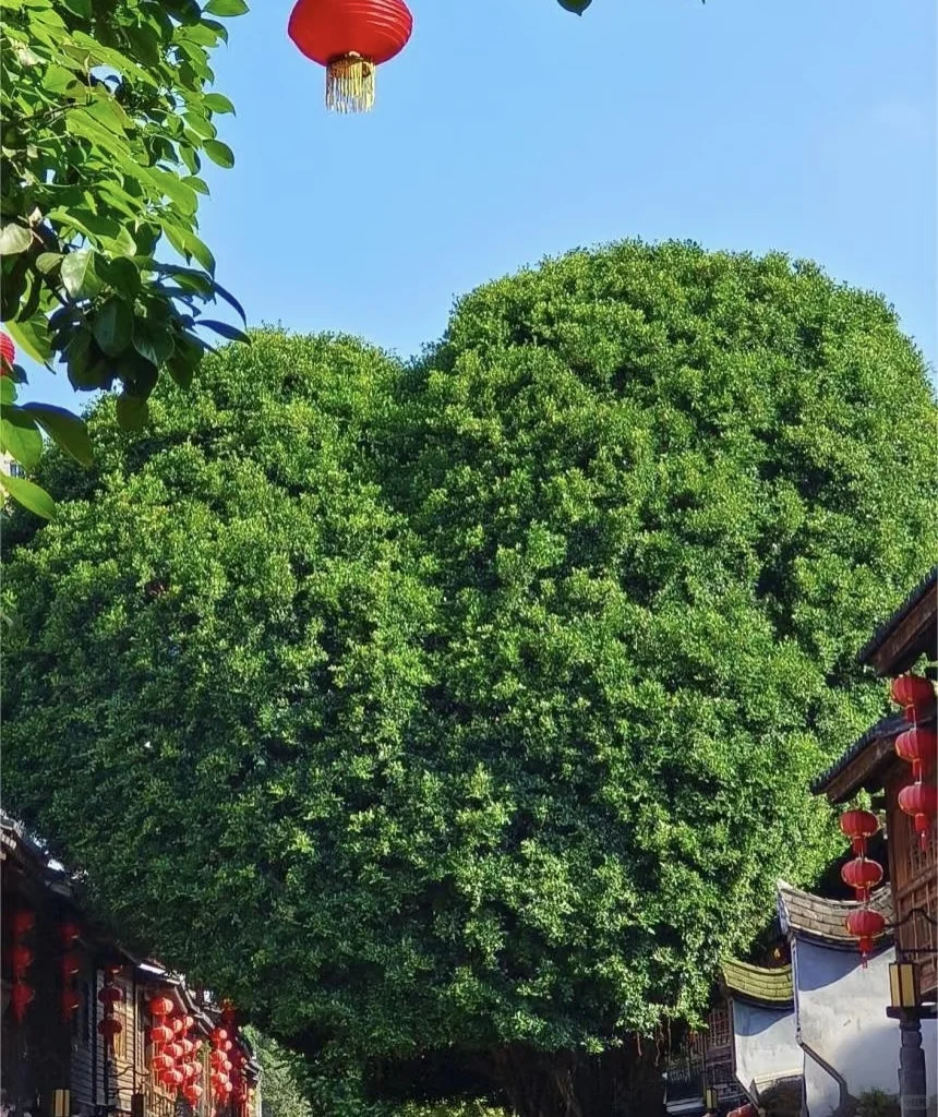 福州旅游，不踩雷才是硬道理～本地人的攻略