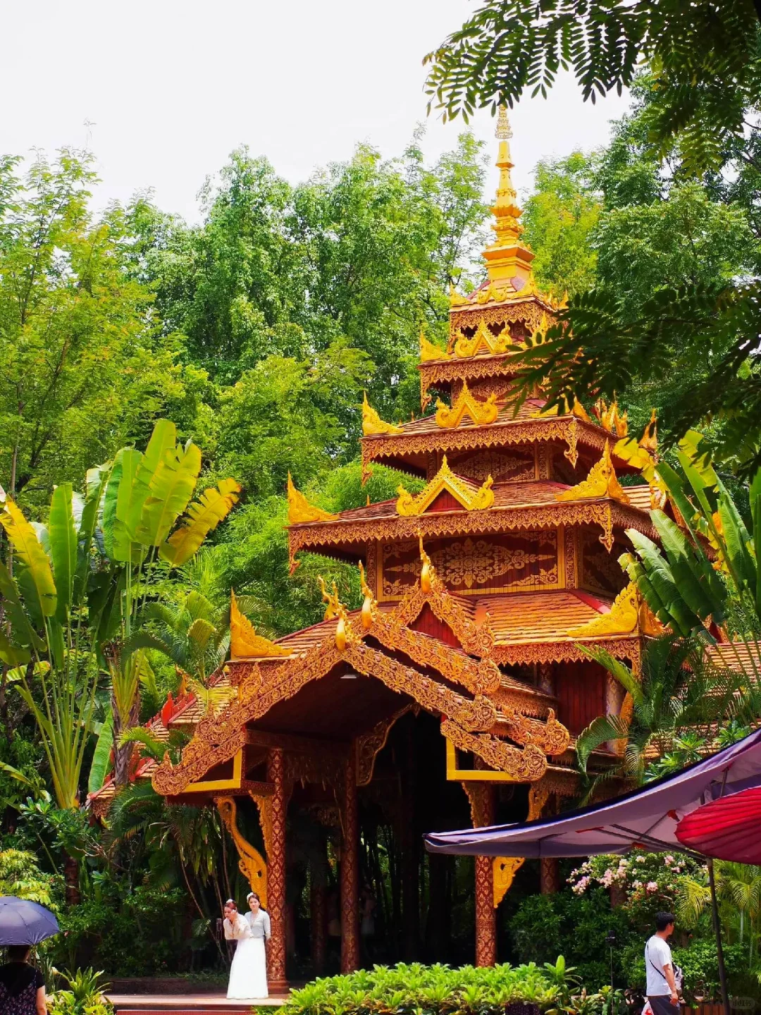 1-3🈷云南西双版纳就这样玩✔