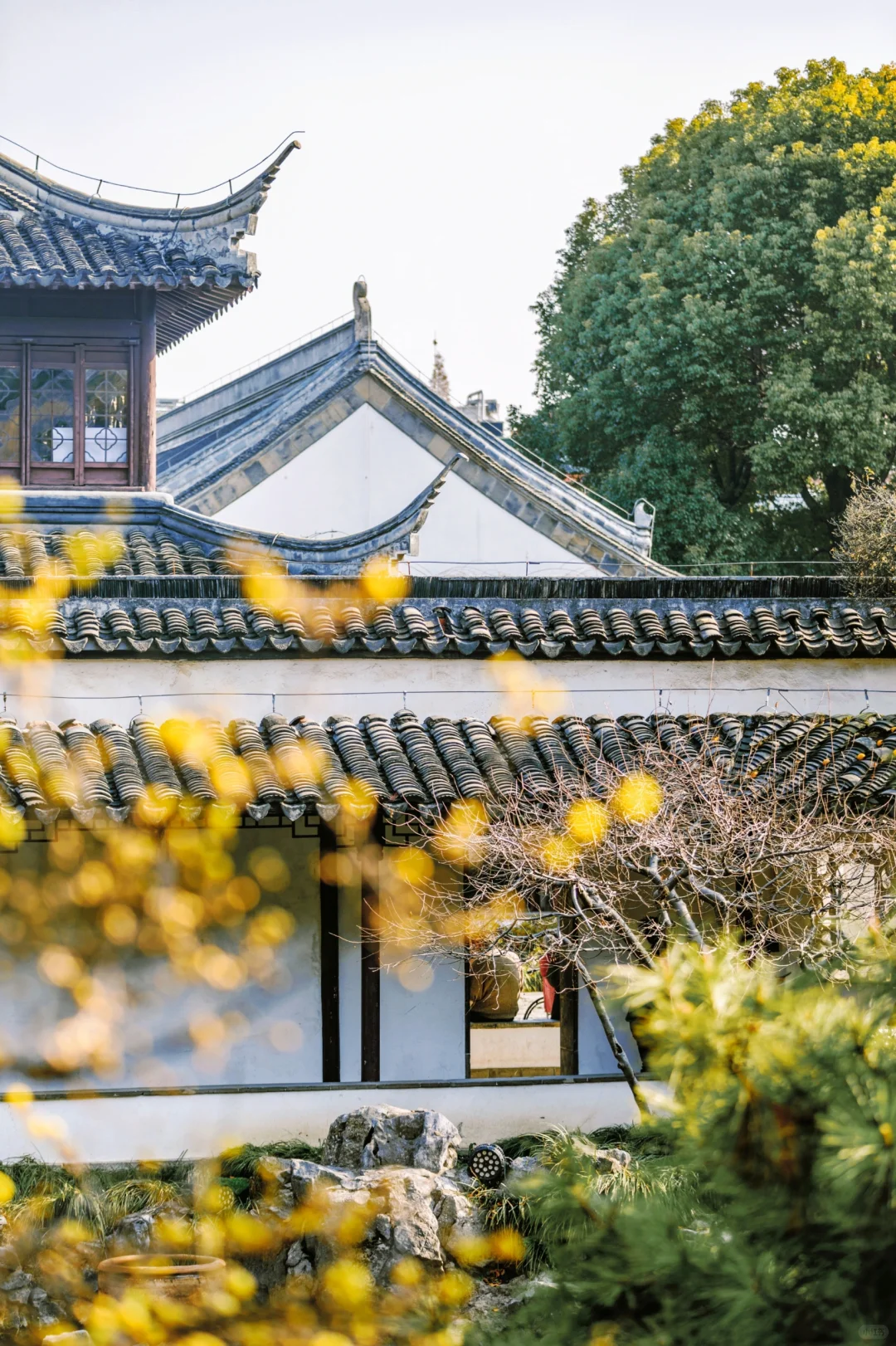 南京蜡梅要开了！我只去这4⃣️个赏花地