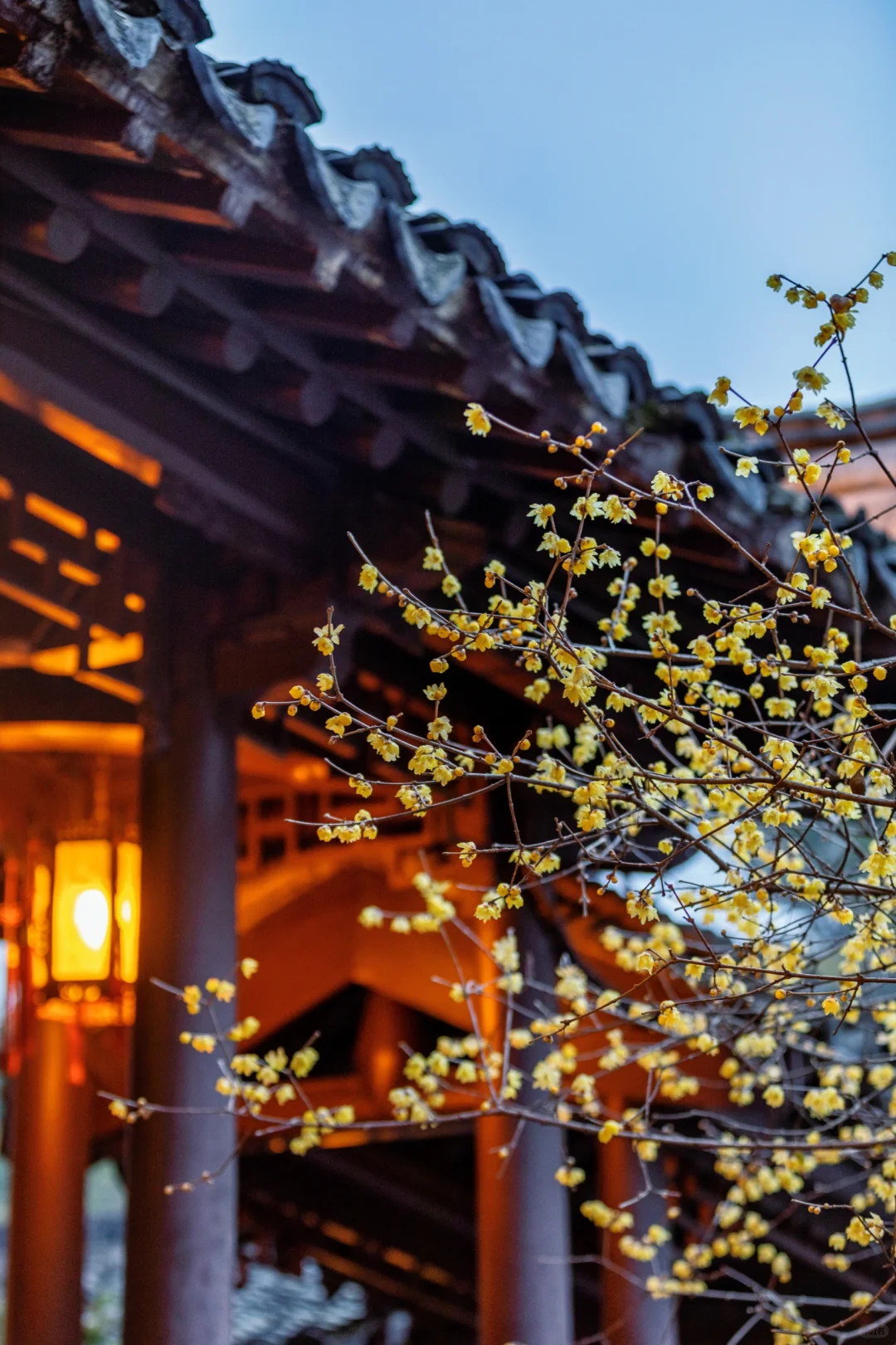 南京蜡梅要开了！我只去这4⃣️个赏花地