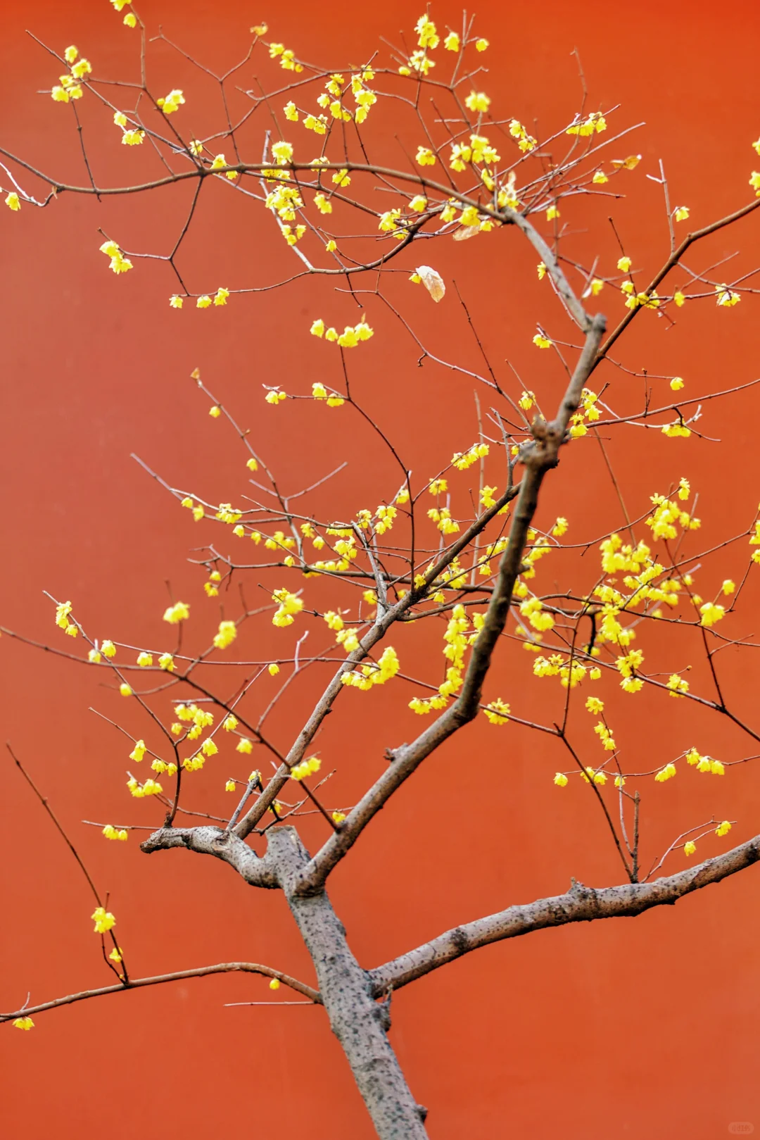 南京蜡梅要开了！我只去这4⃣️个赏花地