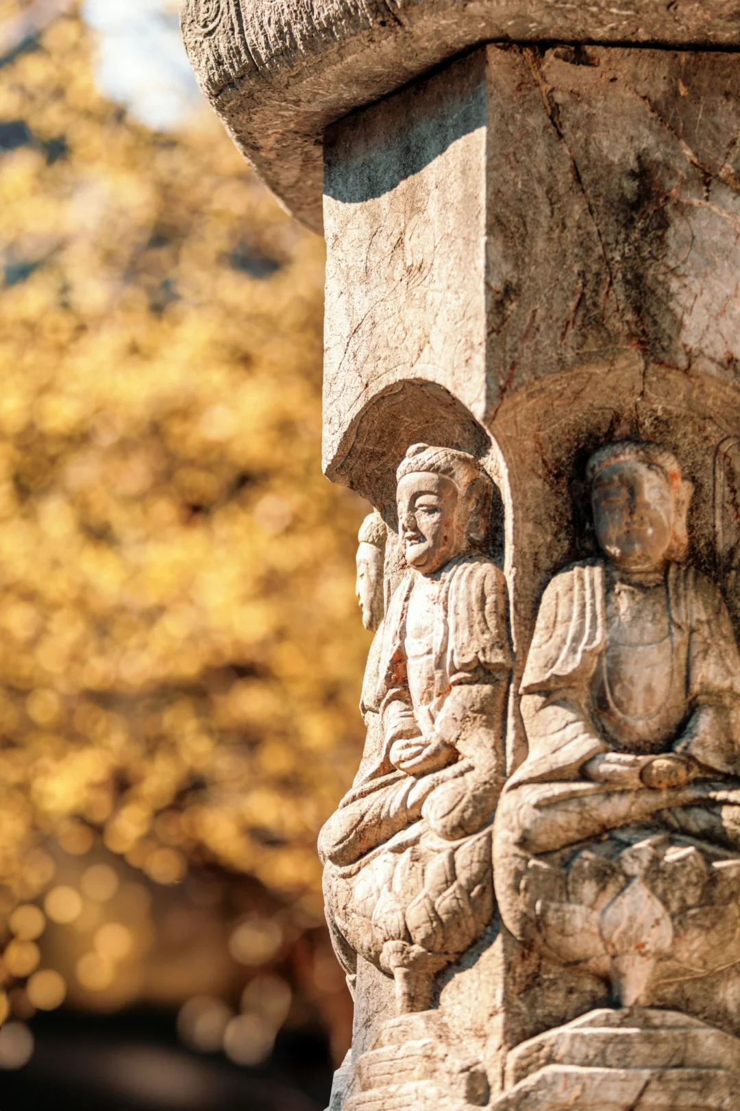 南京蜡梅要开了！我只去这4⃣️个赏花地