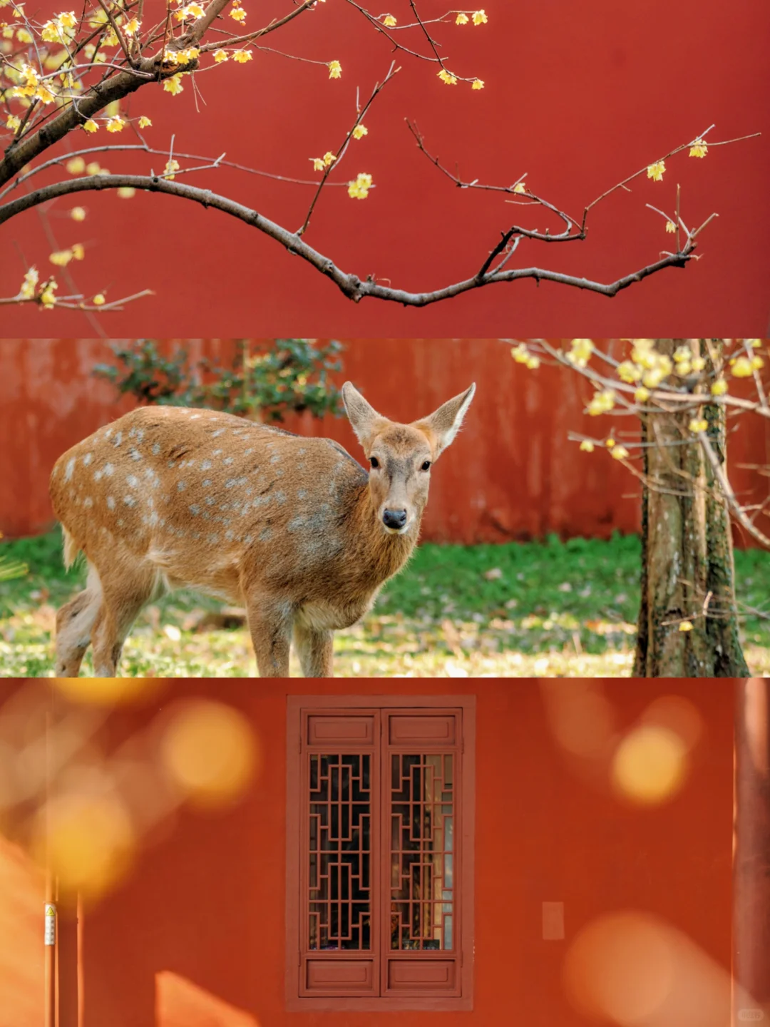 南京蜡梅要开了！我只去这4⃣️个赏花地