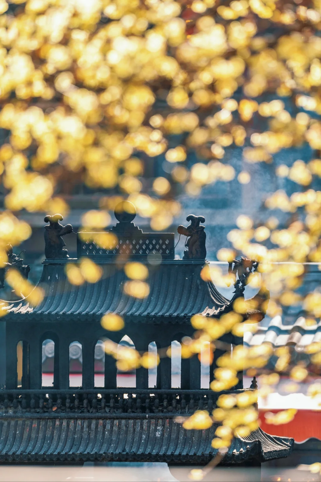 南京蜡梅要开了！我只去这4⃣️个赏花地