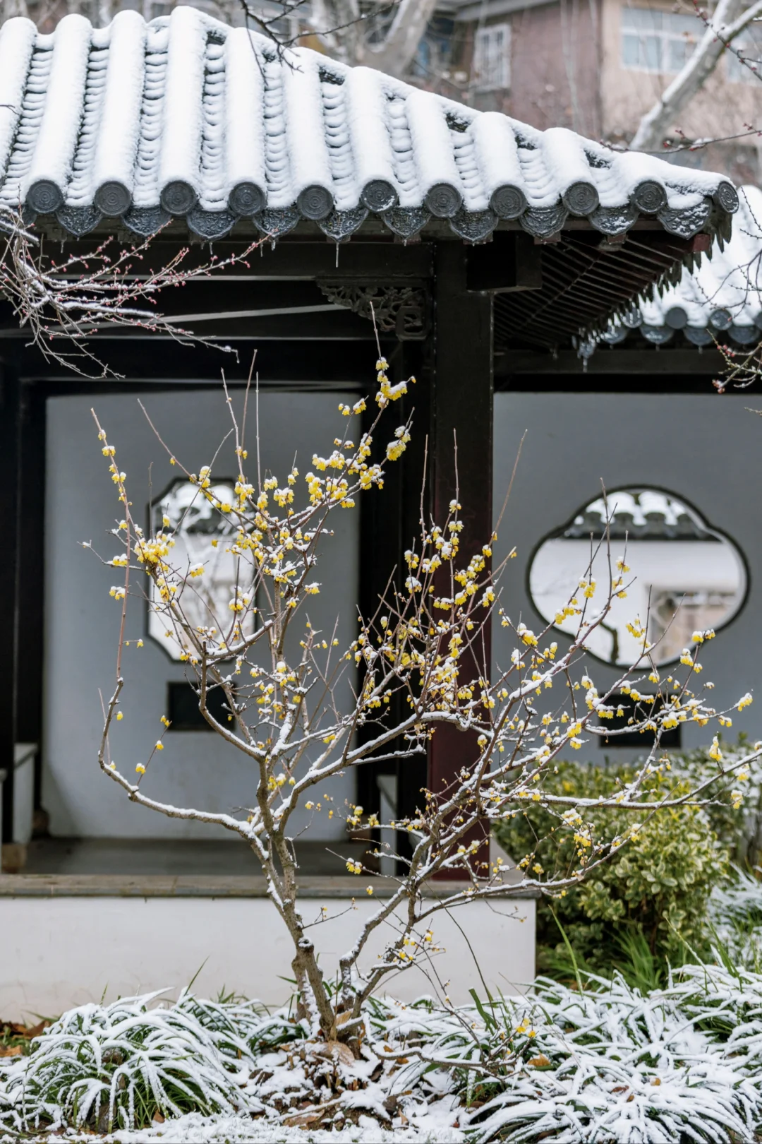 南京蜡梅要开了！我只去这4⃣️个赏花地