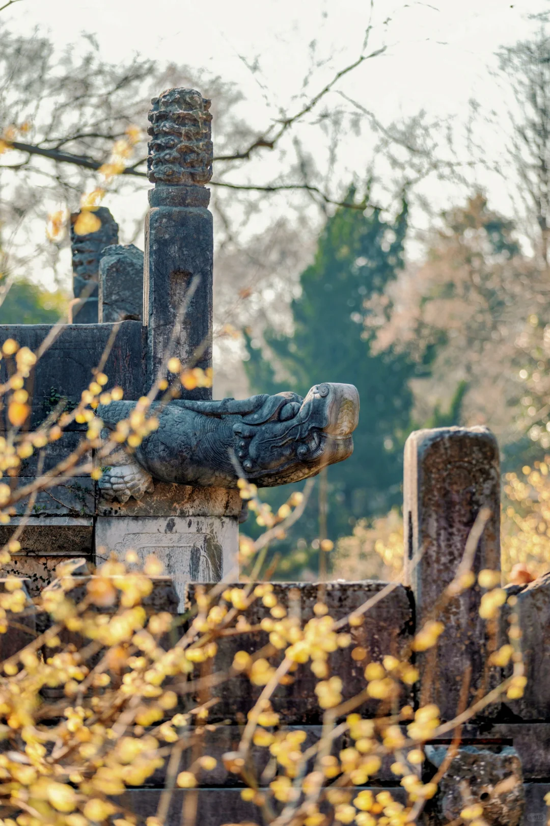 南京蜡梅要开了！我只去这4⃣️个赏花地