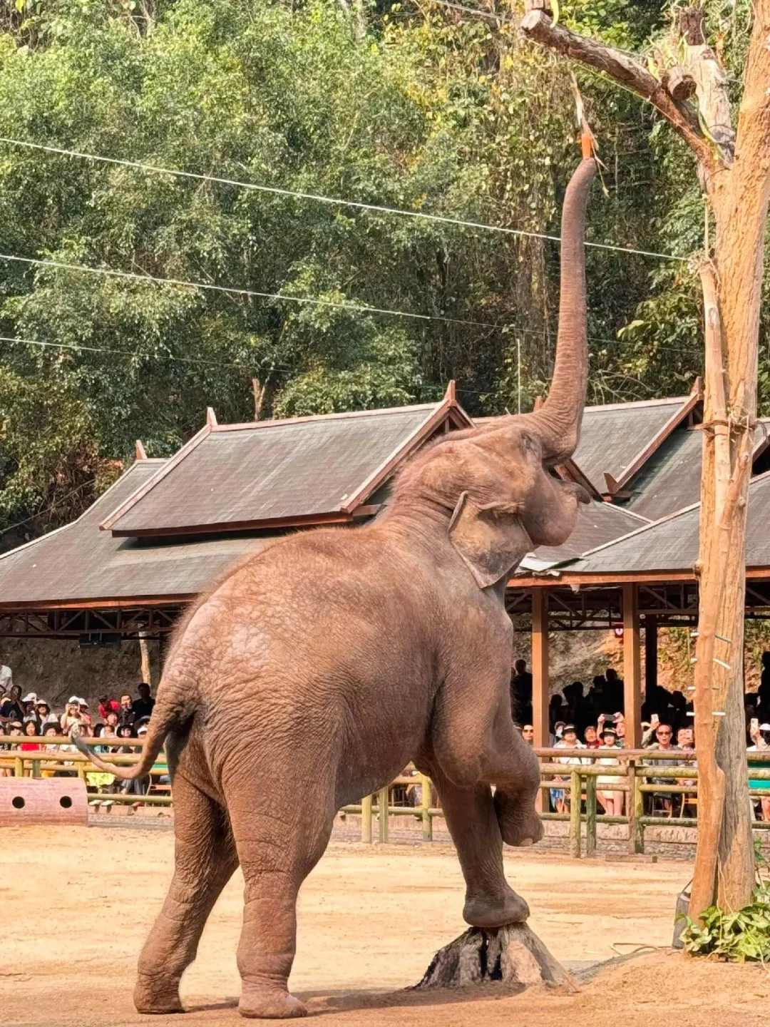 1-3🈷云南西双版纳就这样玩✔