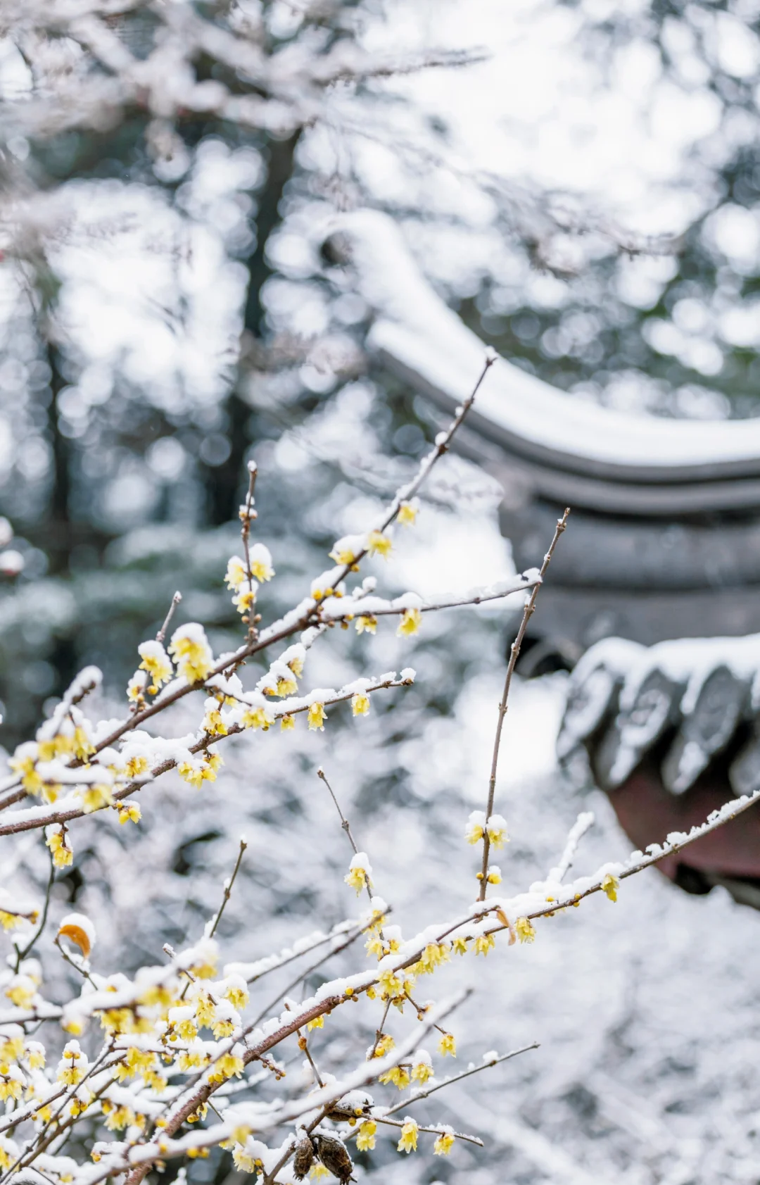 南京蜡梅要开了！我只去这4⃣️个赏花地