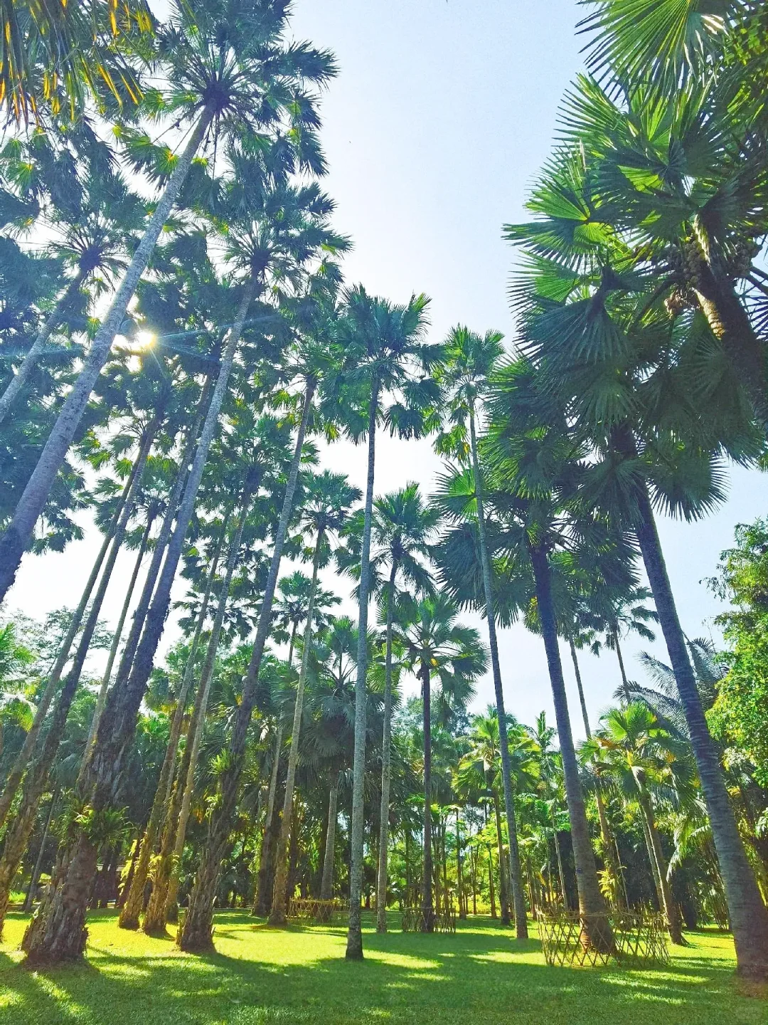 1-3🈷云南西双版纳就这样玩✔