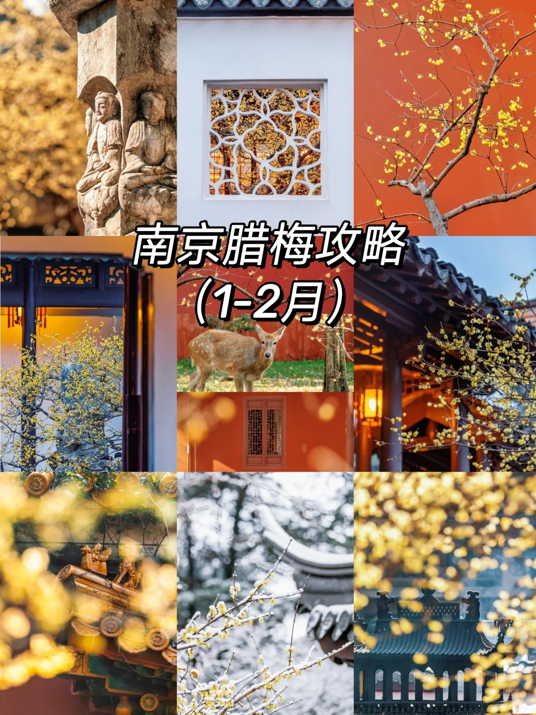 南京蜡梅要开了！我只去这4⃣️个赏花地