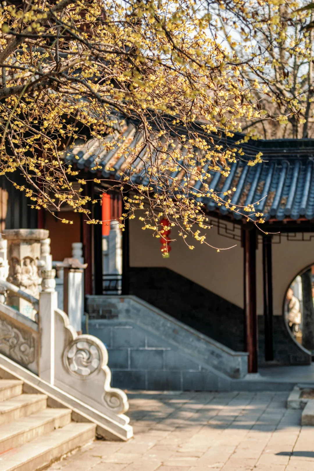 南京蜡梅要开了！我只去这4⃣️个赏花地