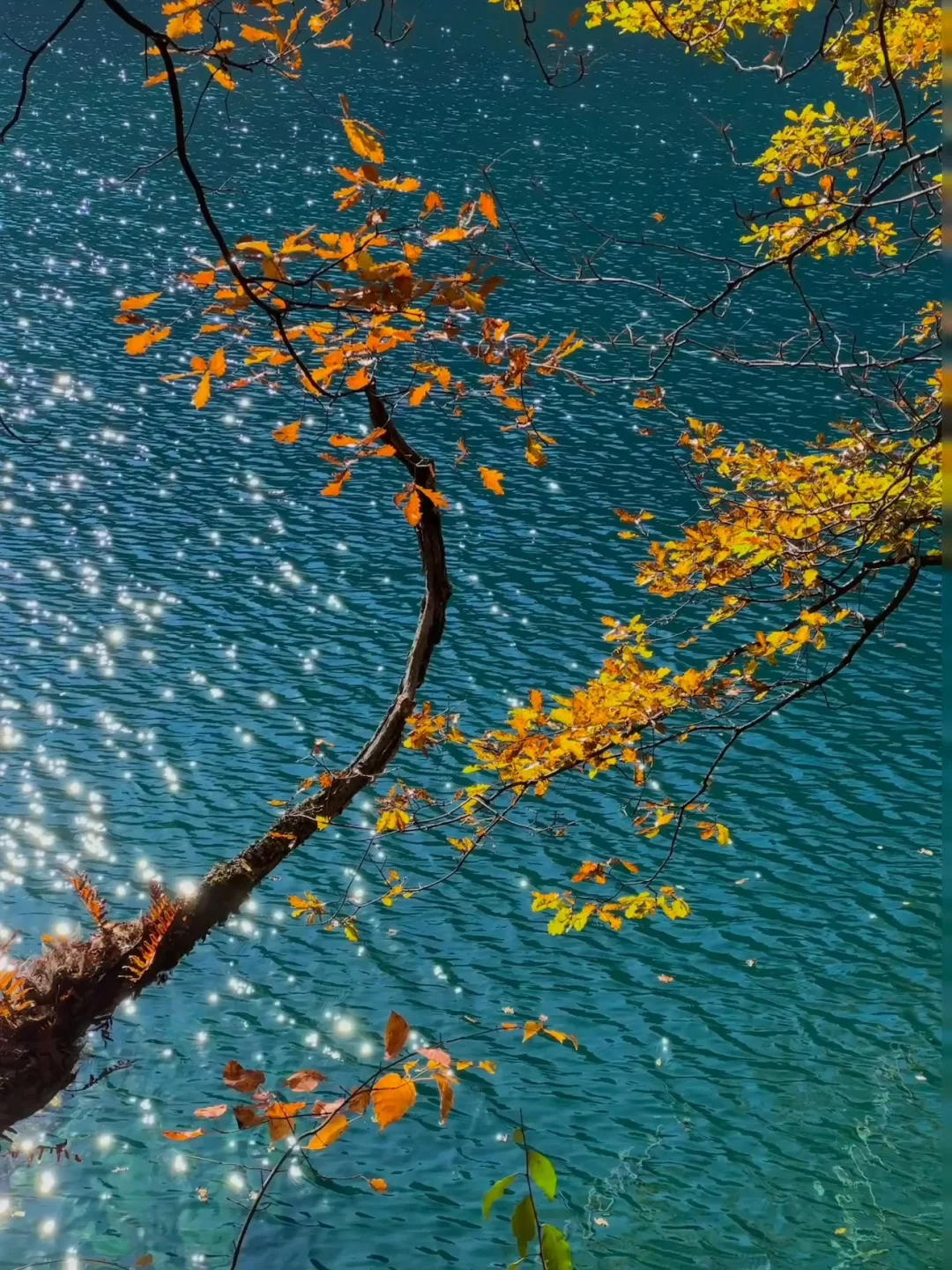 四川书路｜五天四晚正确打开方式✅精华路线