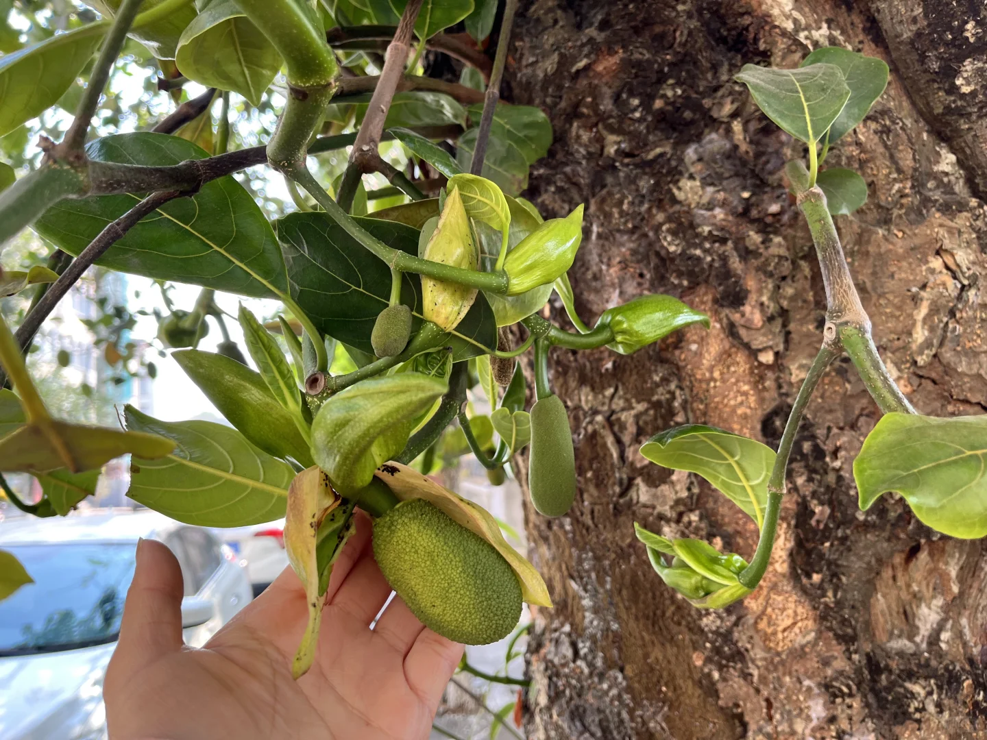 东兴口岸，景点合集，详细攻略