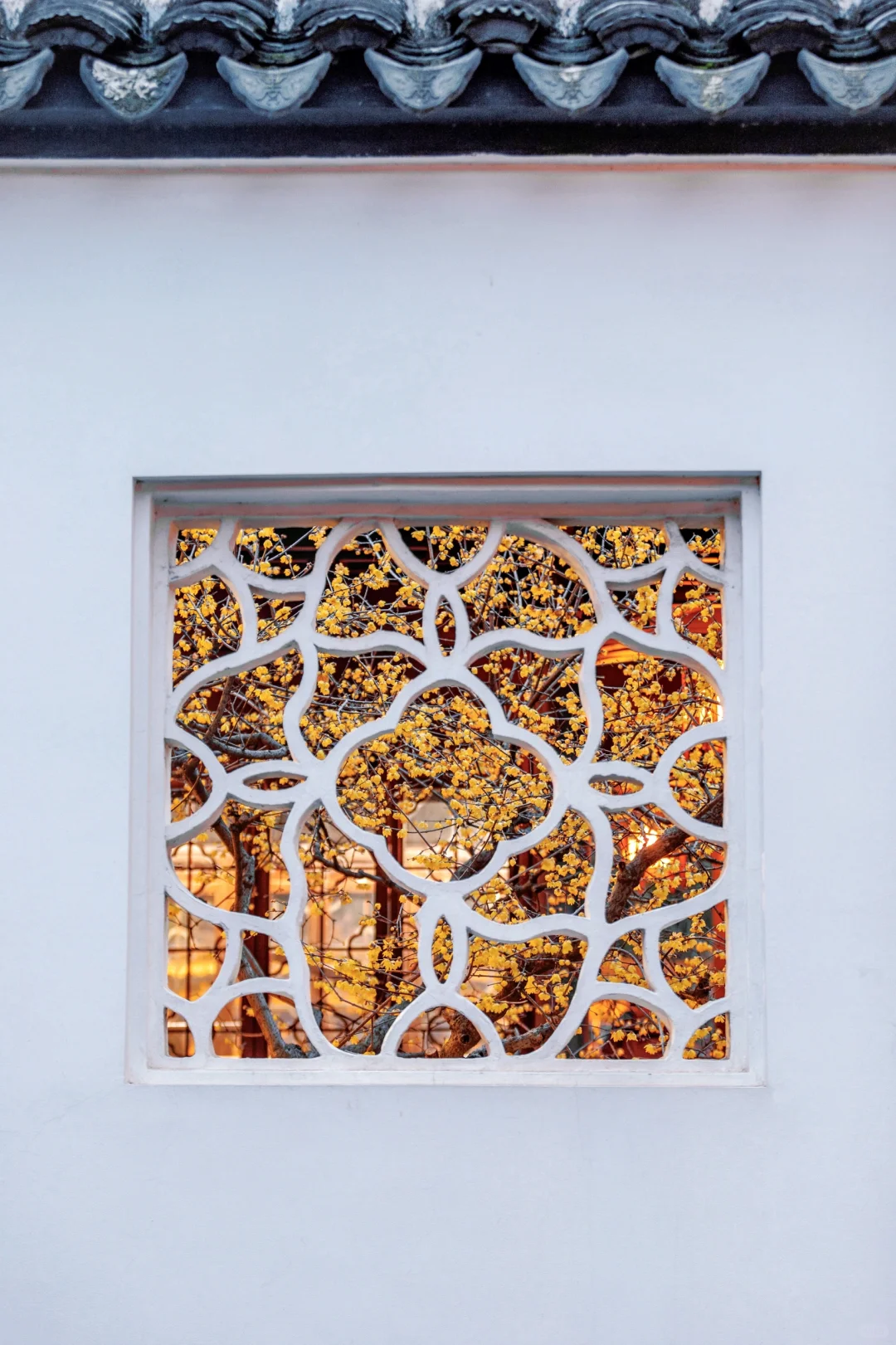 南京蜡梅要开了！我只去这4⃣️个赏花地