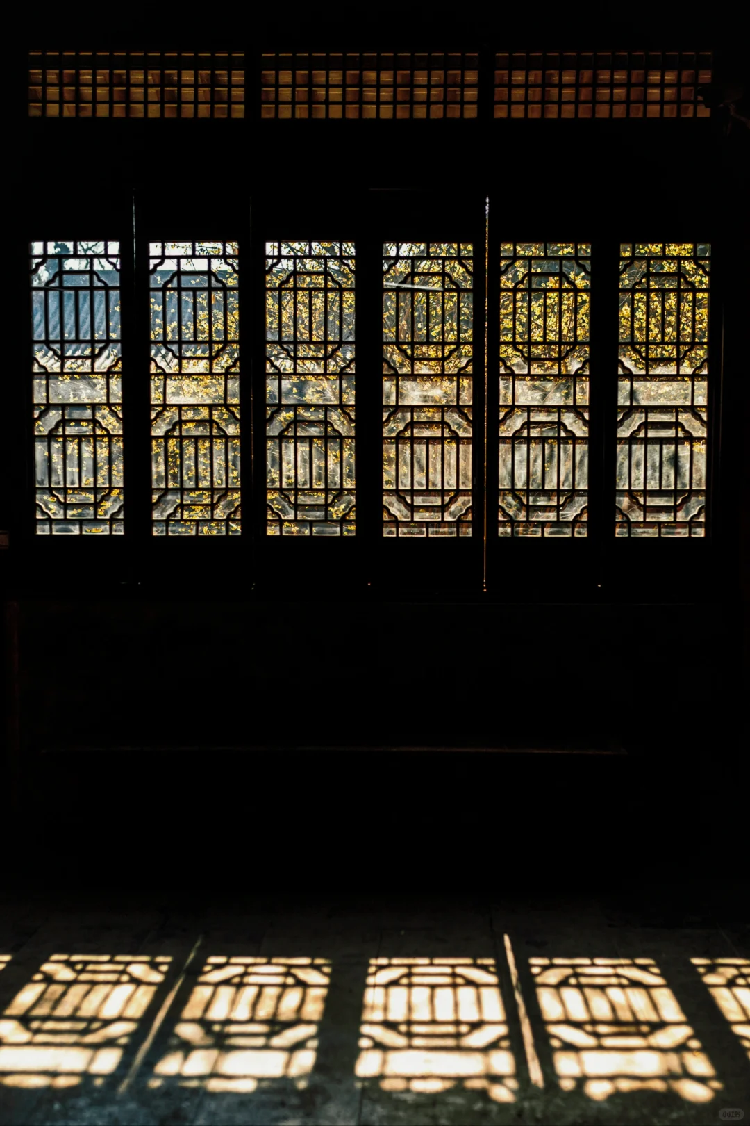 南京蜡梅要开了！我只去这4⃣️个赏花地