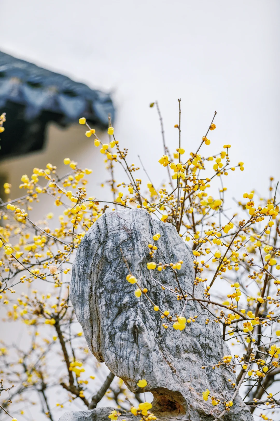 南京蜡梅要开了！我只去这4⃣️个赏花地
