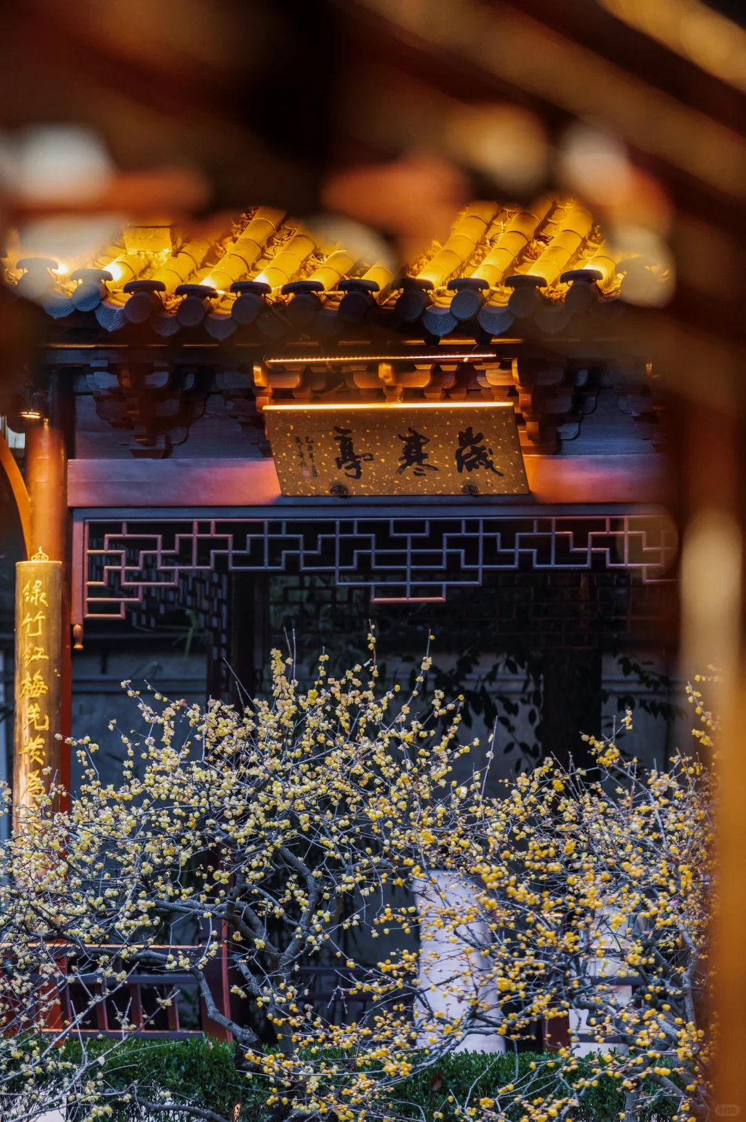 南京蜡梅要开了！我只去这4⃣️个赏花地