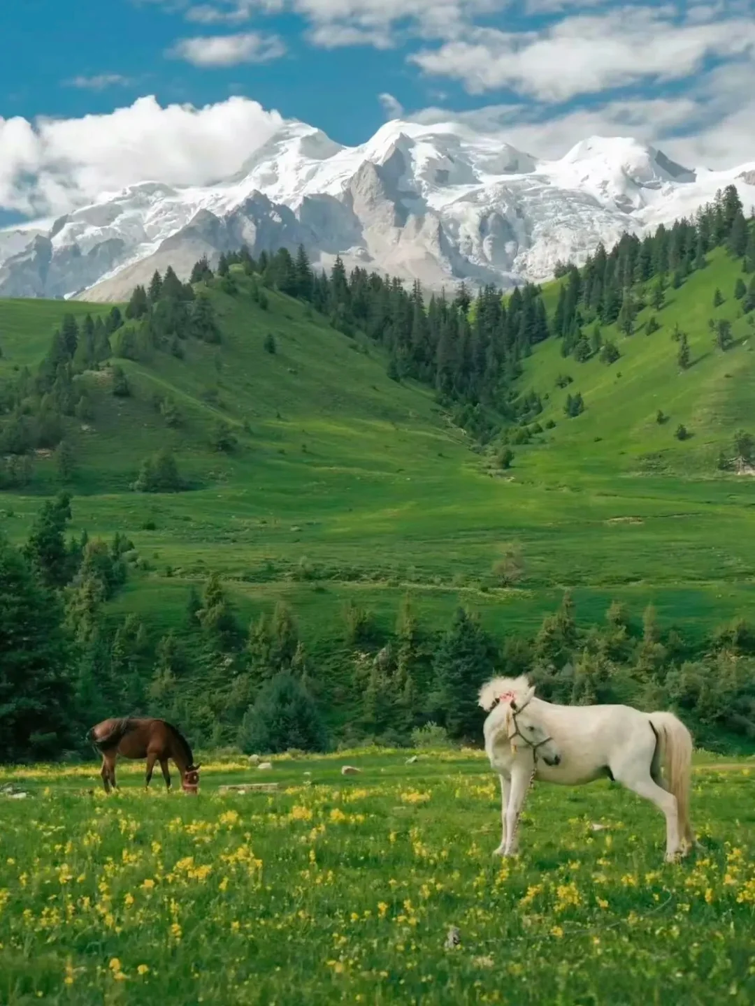 川西，真的美哭😭我
