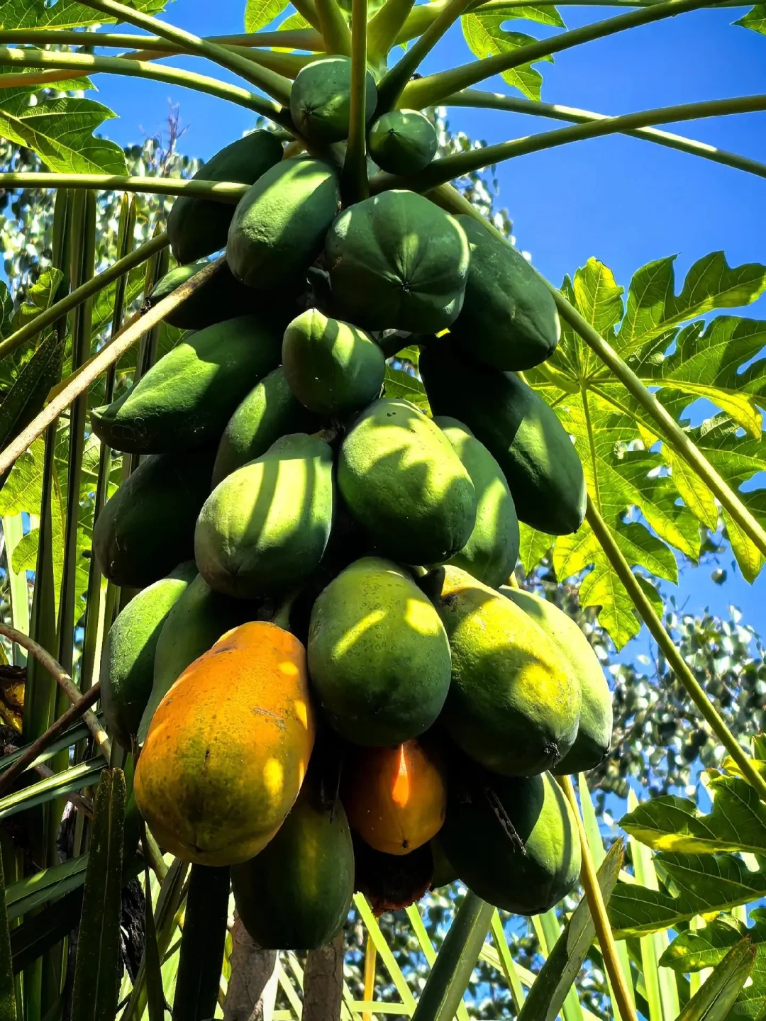 1-3🈷云南西双版纳就这样玩✔