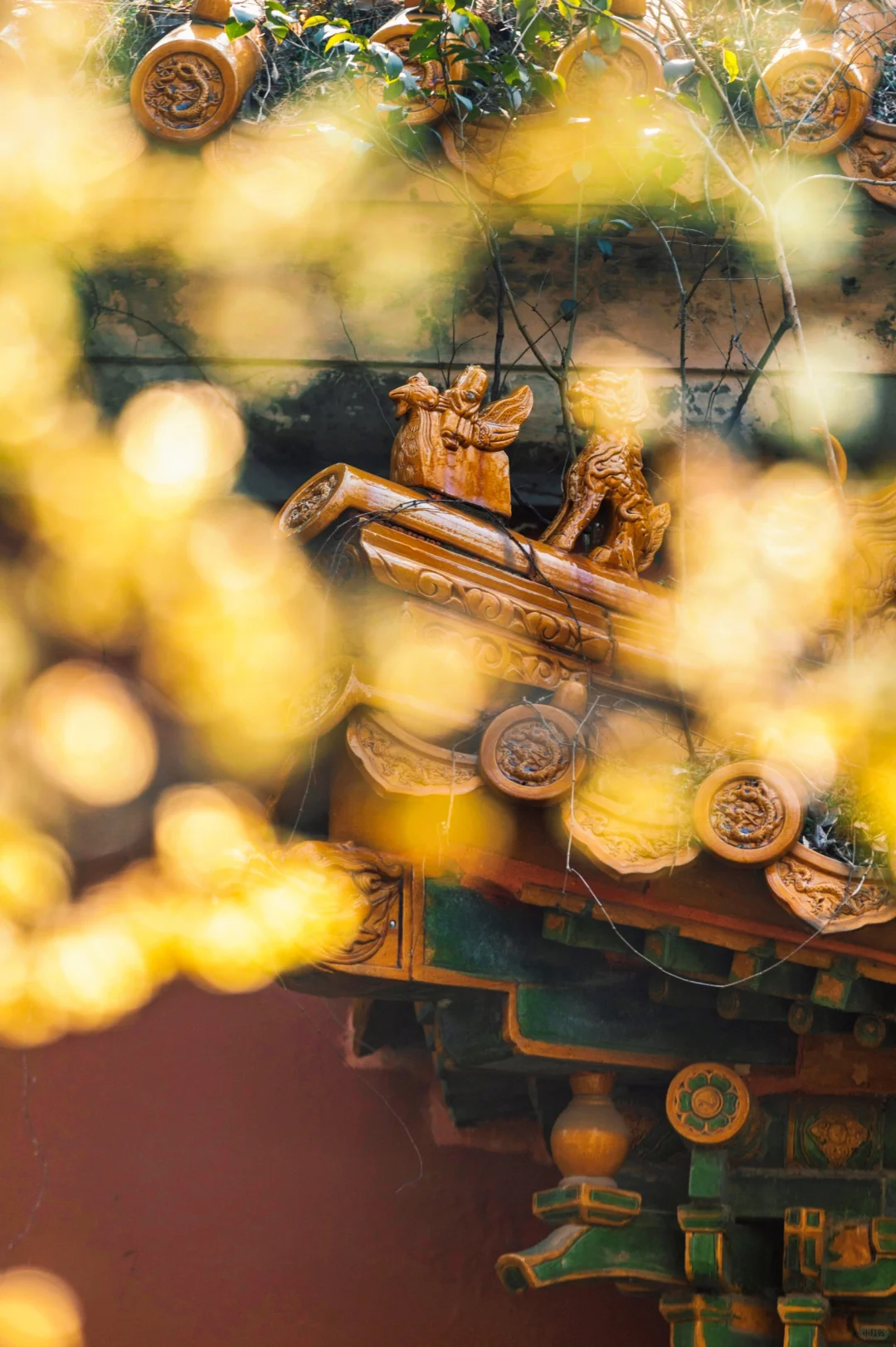 南京蜡梅要开了！我只去这4⃣️个赏花地