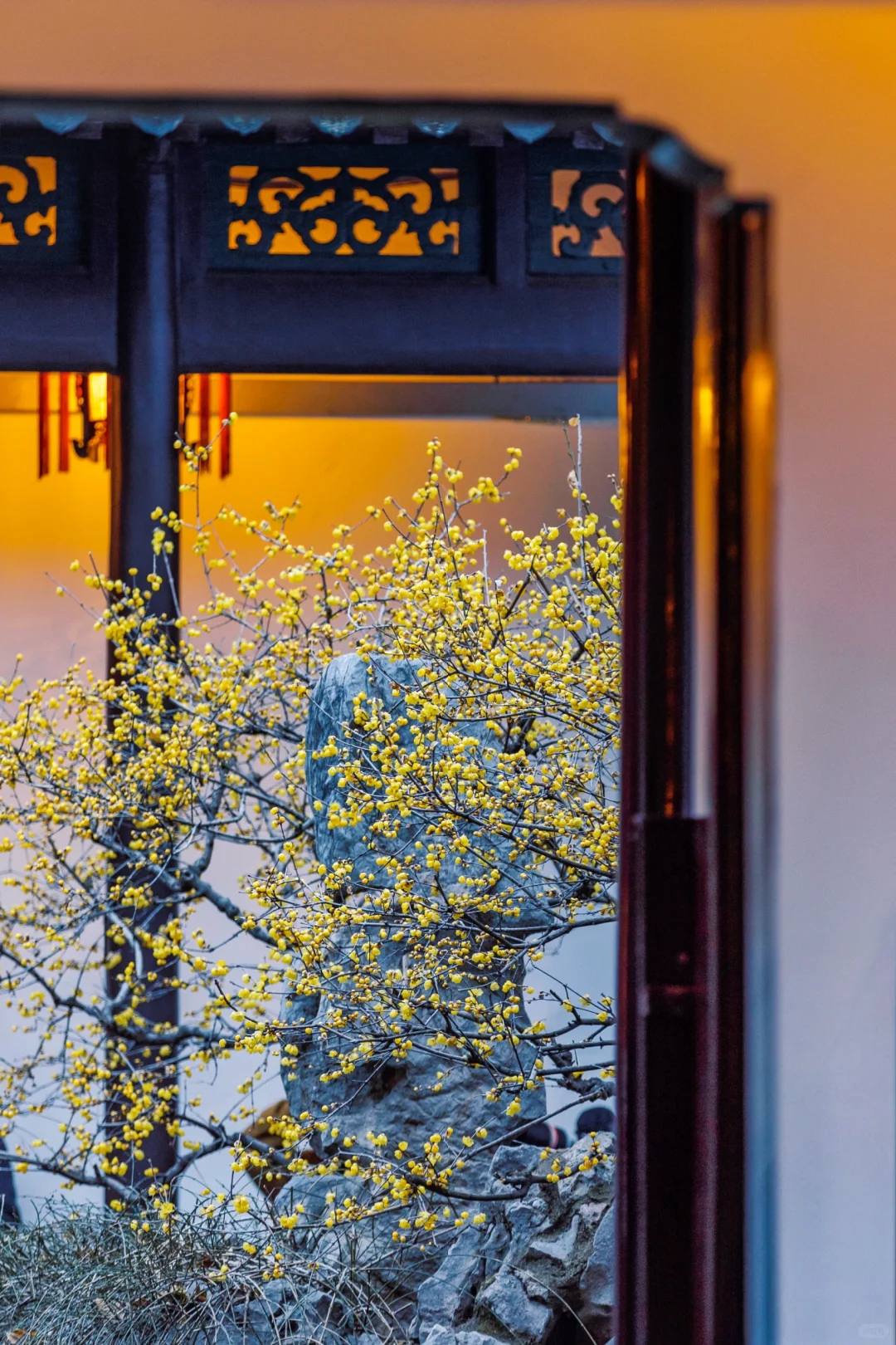 南京蜡梅要开了！我只去这4⃣️个赏花地