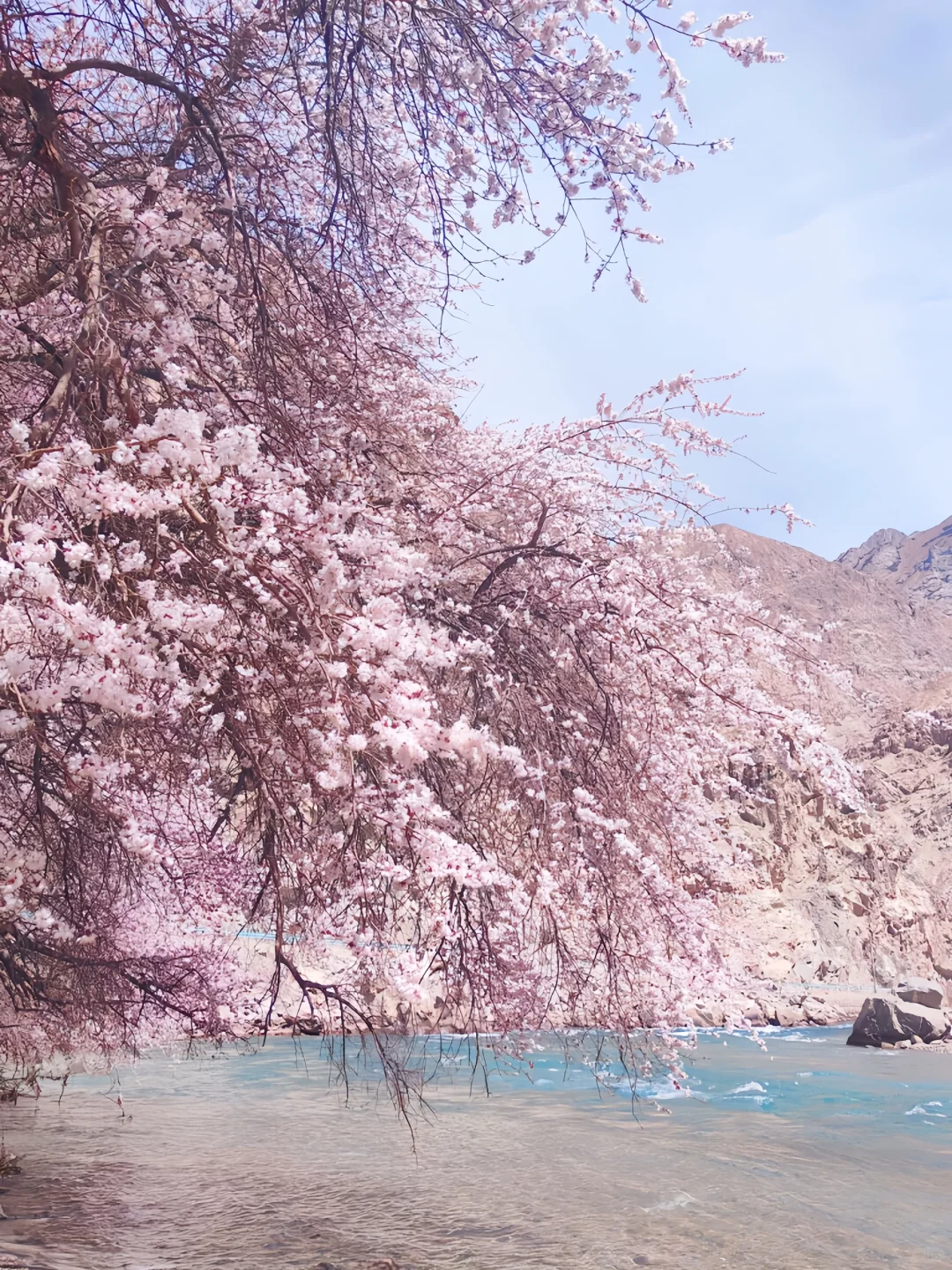 已经开始期待3-4月南疆的杏花啦！